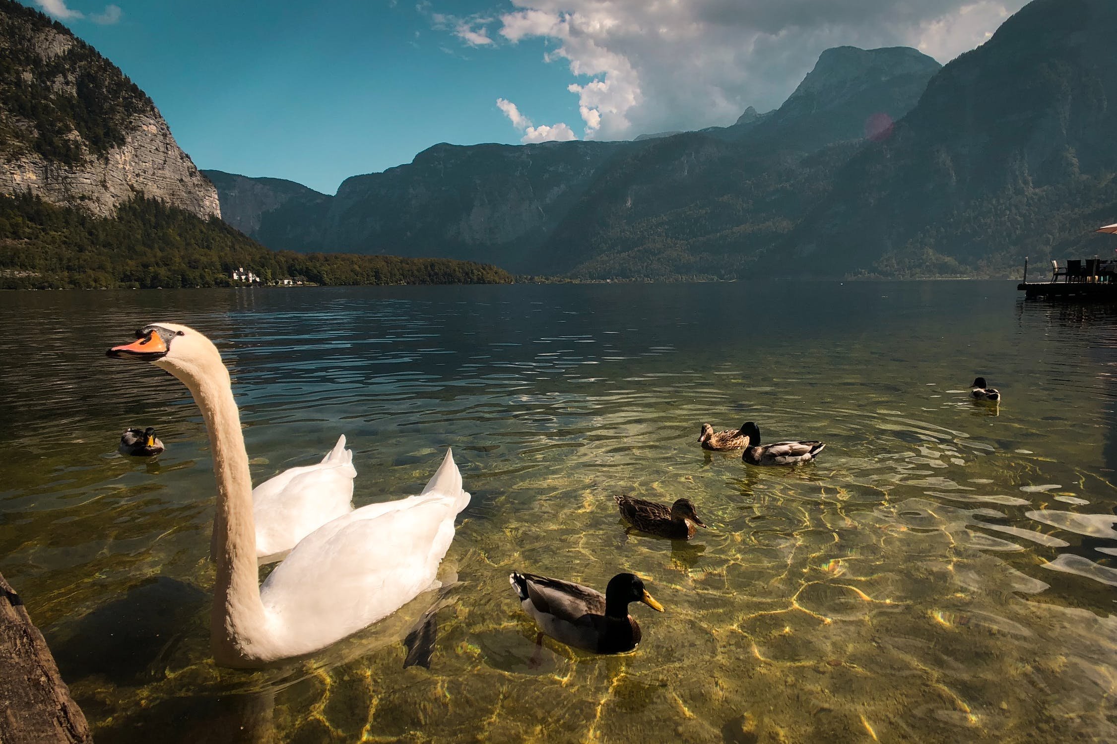 озеро с лебедями на алтае