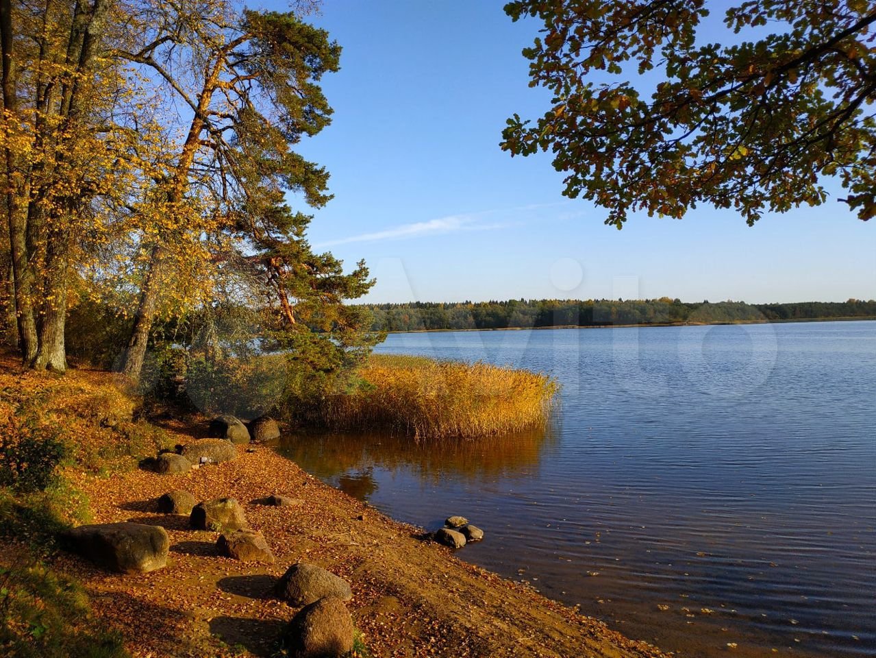 Орлинское озеро ленинградская область фотографии
