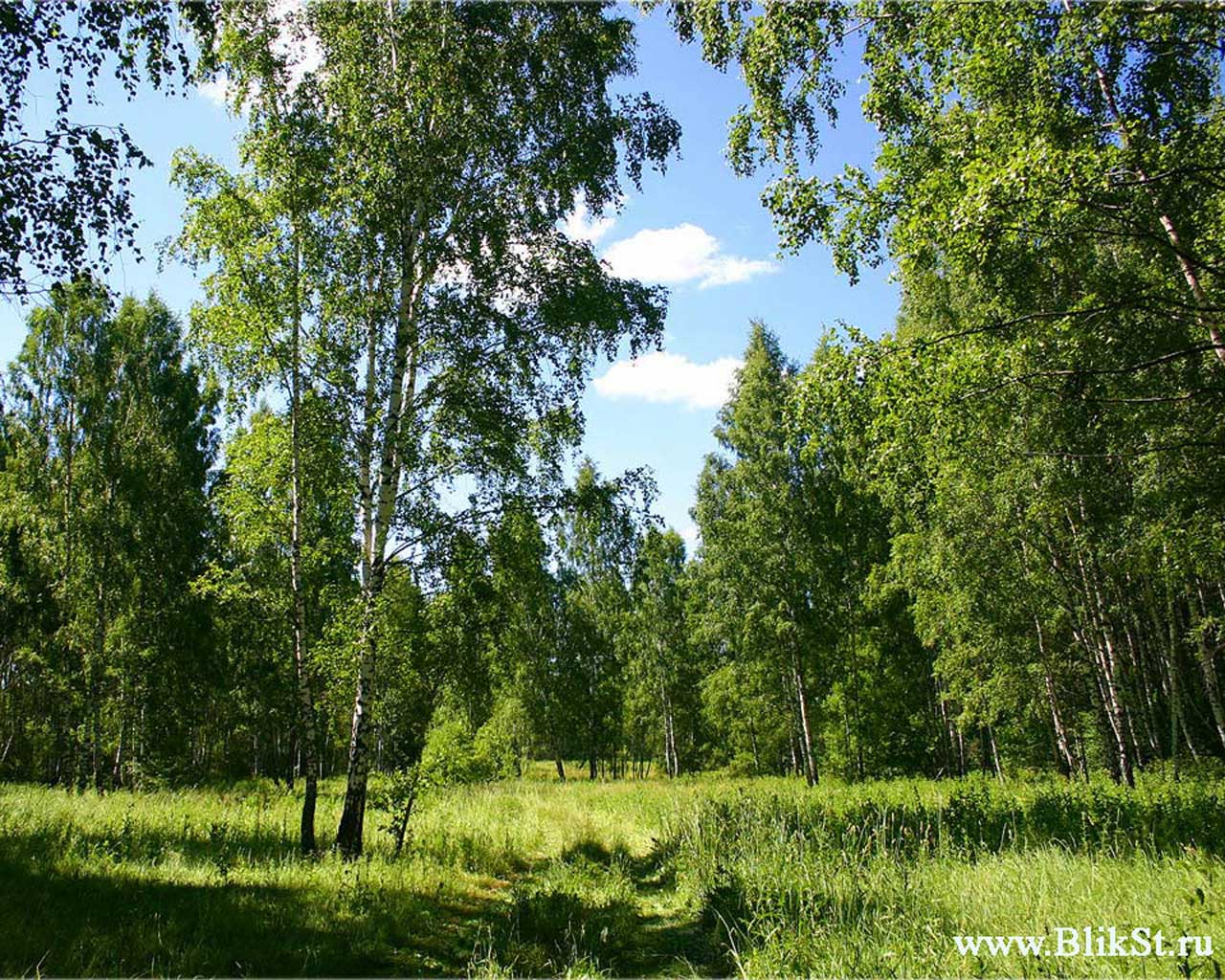 Леса и луга нашей родины. Хвойно-мелколиственные леса. Мелколиственные леса Новгородской области. Опушка лиственного леса. Лиственный лес летом.
