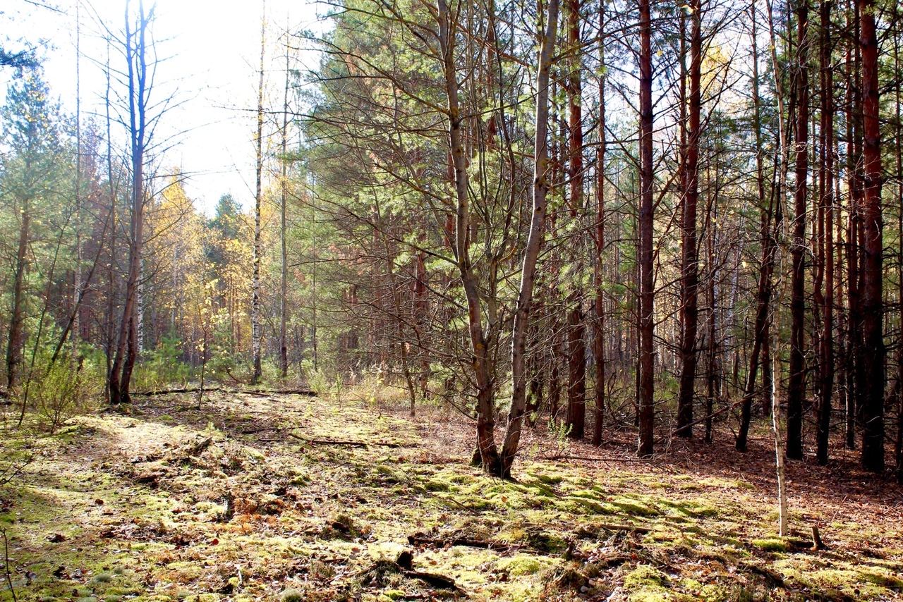 Ласинский лес Рязанская область