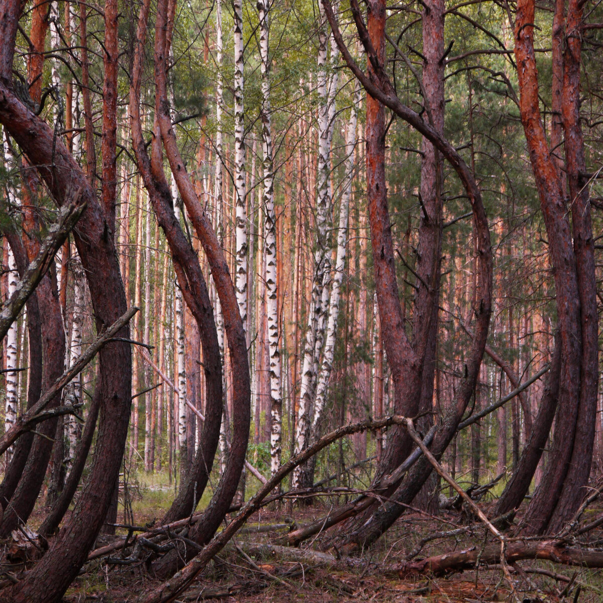 Танцующий лес в Рязанской области Шиловский