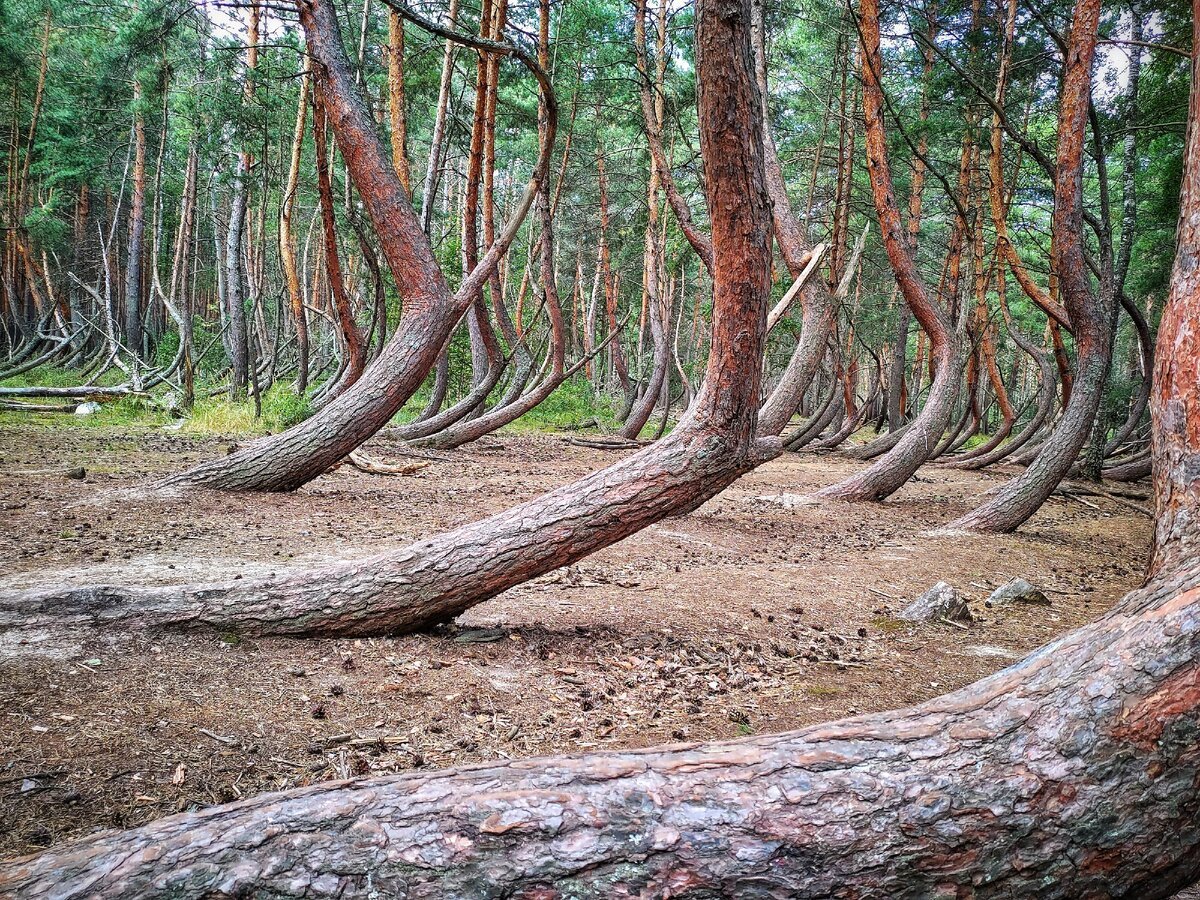 Пьяный лес Тырново Шиловского района