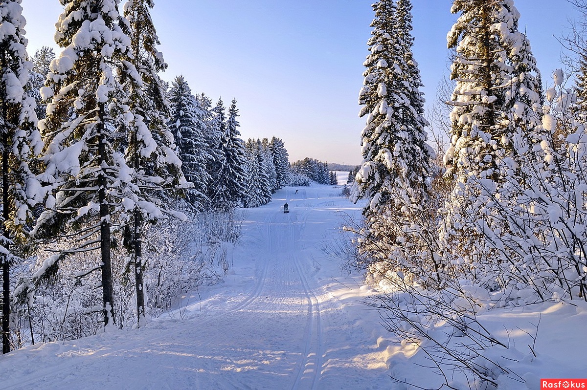 Зимний лес Лыжня