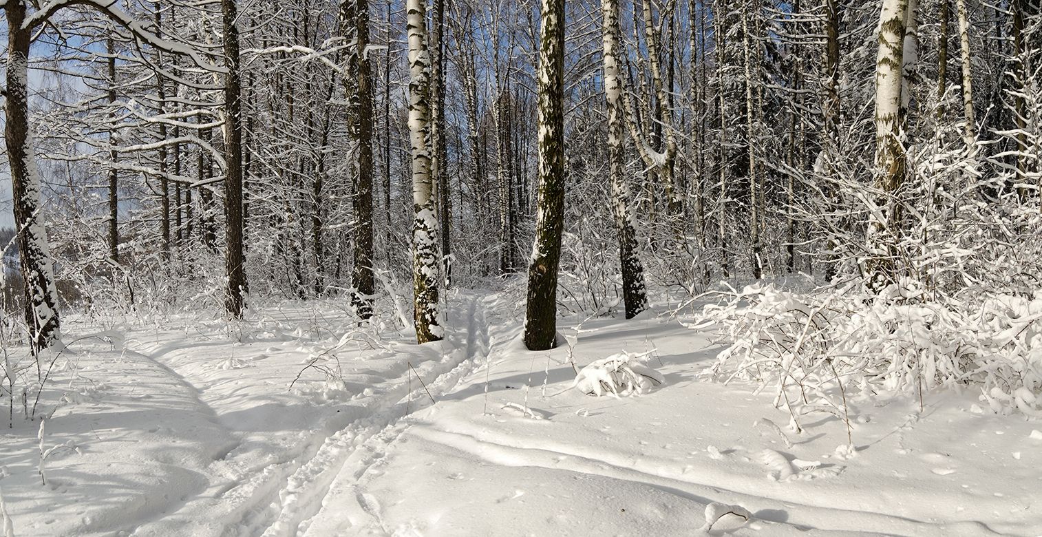 Карцевский лес Лыжня
