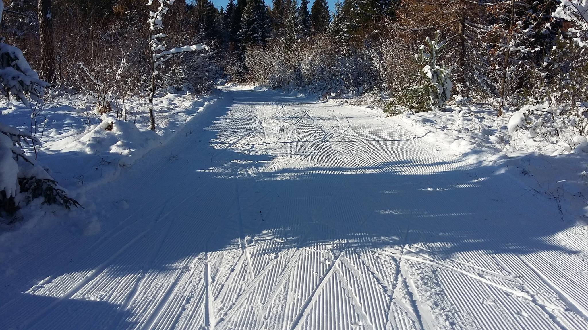 Лыжные трассы в лесу