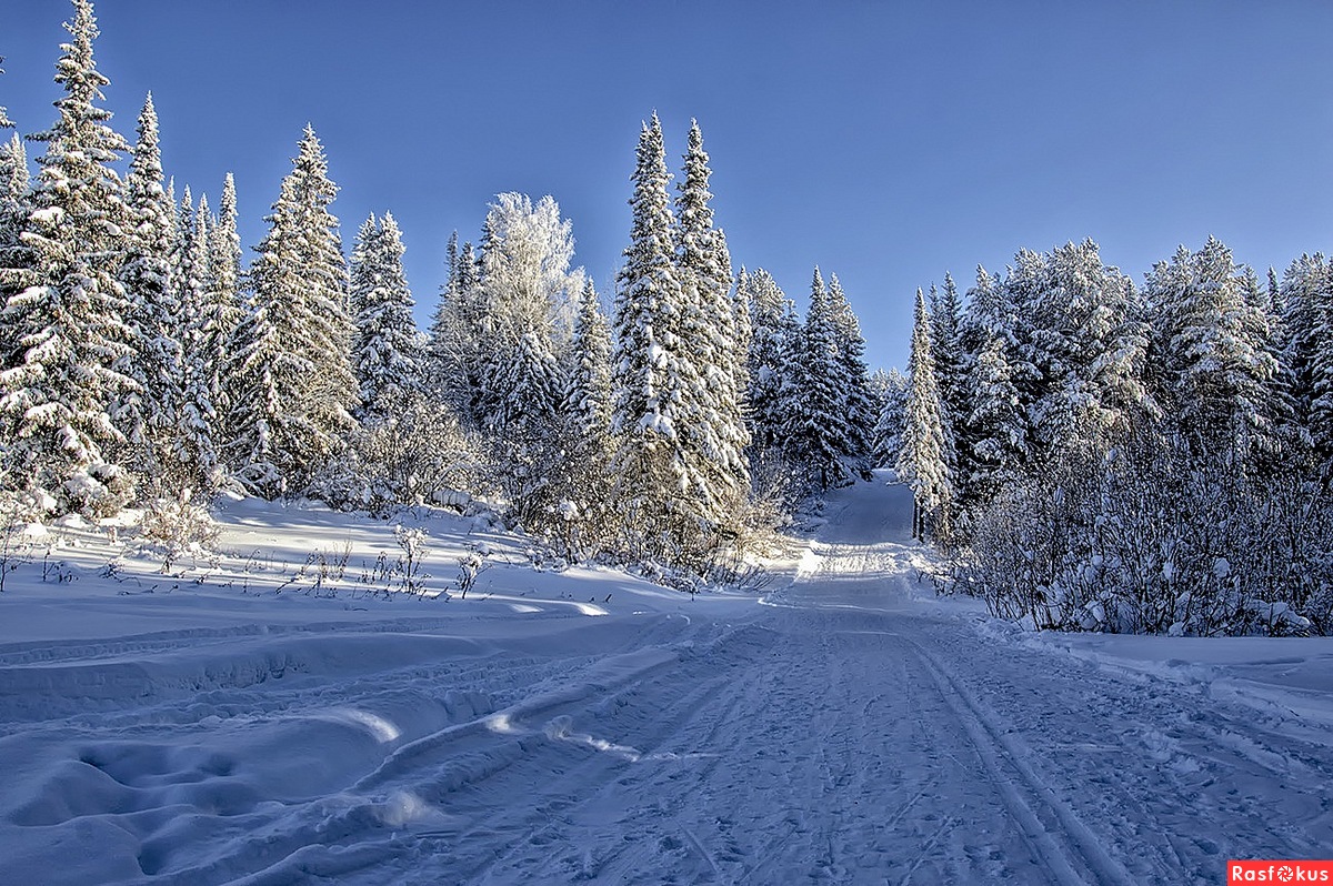 Зимний лес лыжи