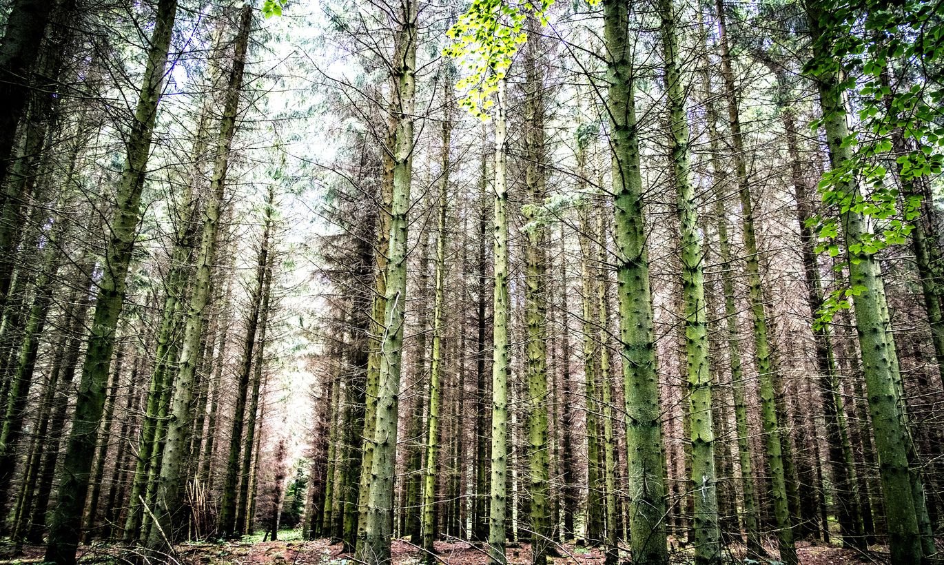 леса в латвии