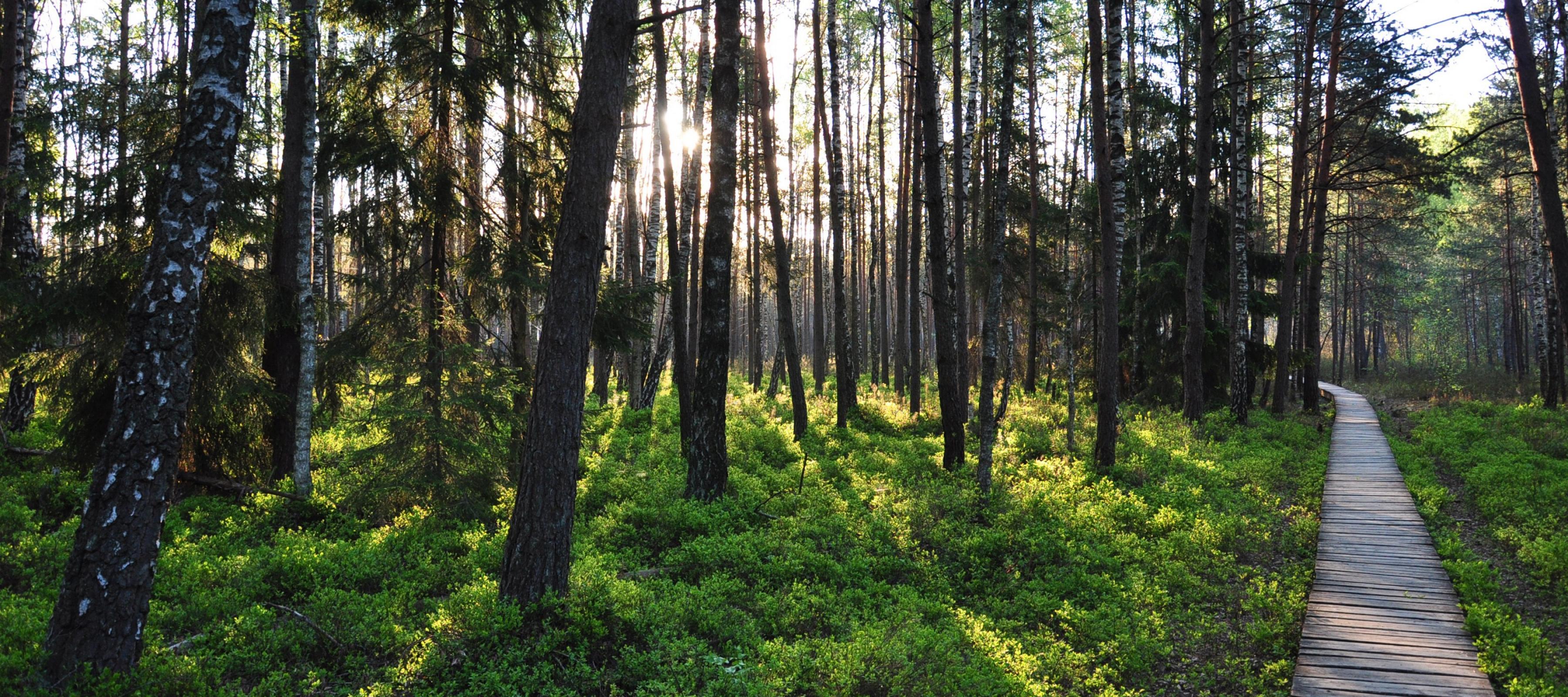 Лес Эстонии тропы