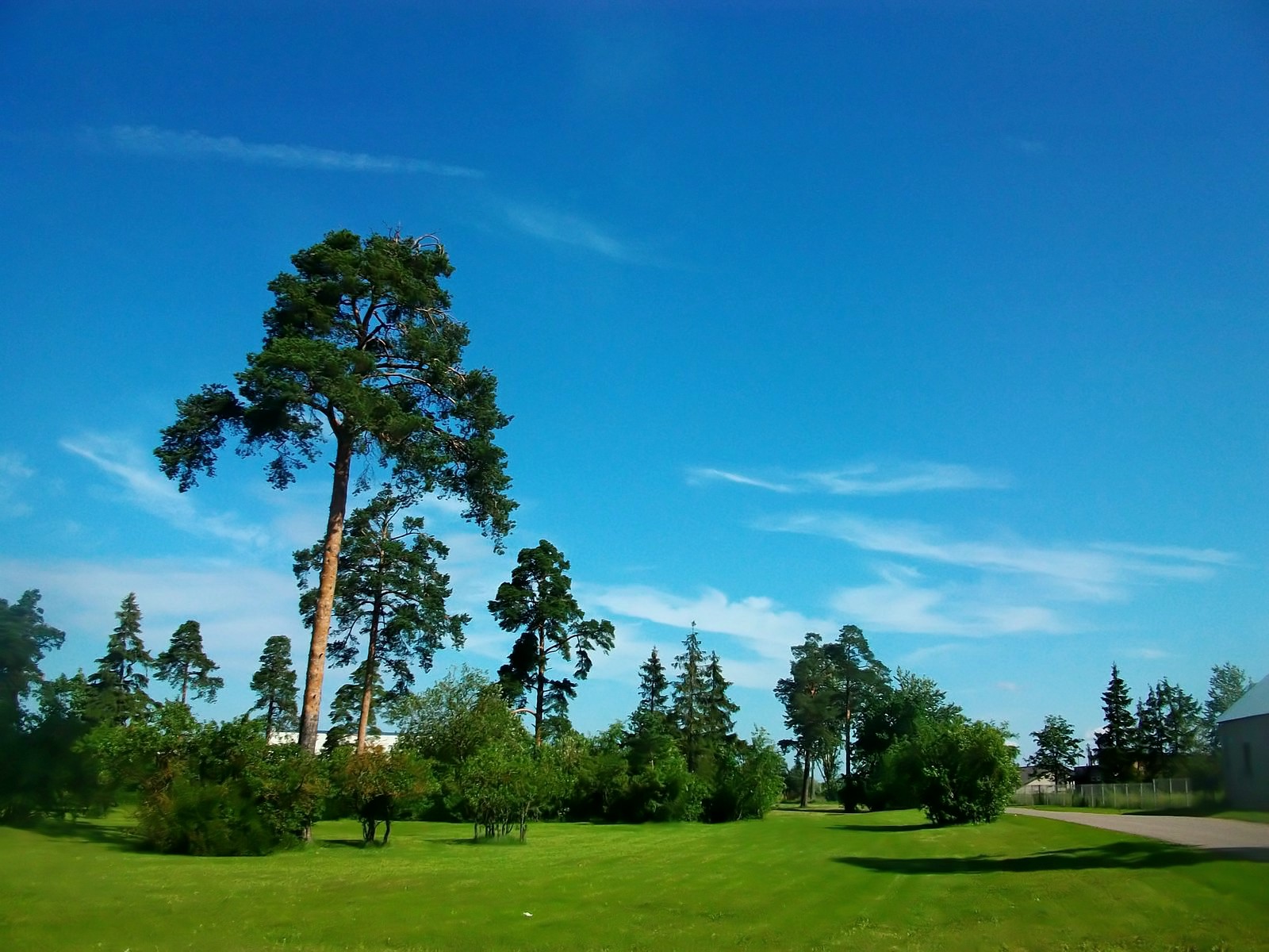 Сосновый лес в Эстонии