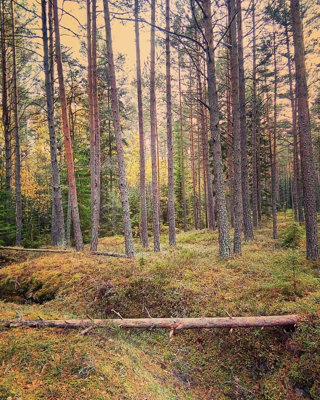 Вологодский лес Вологда