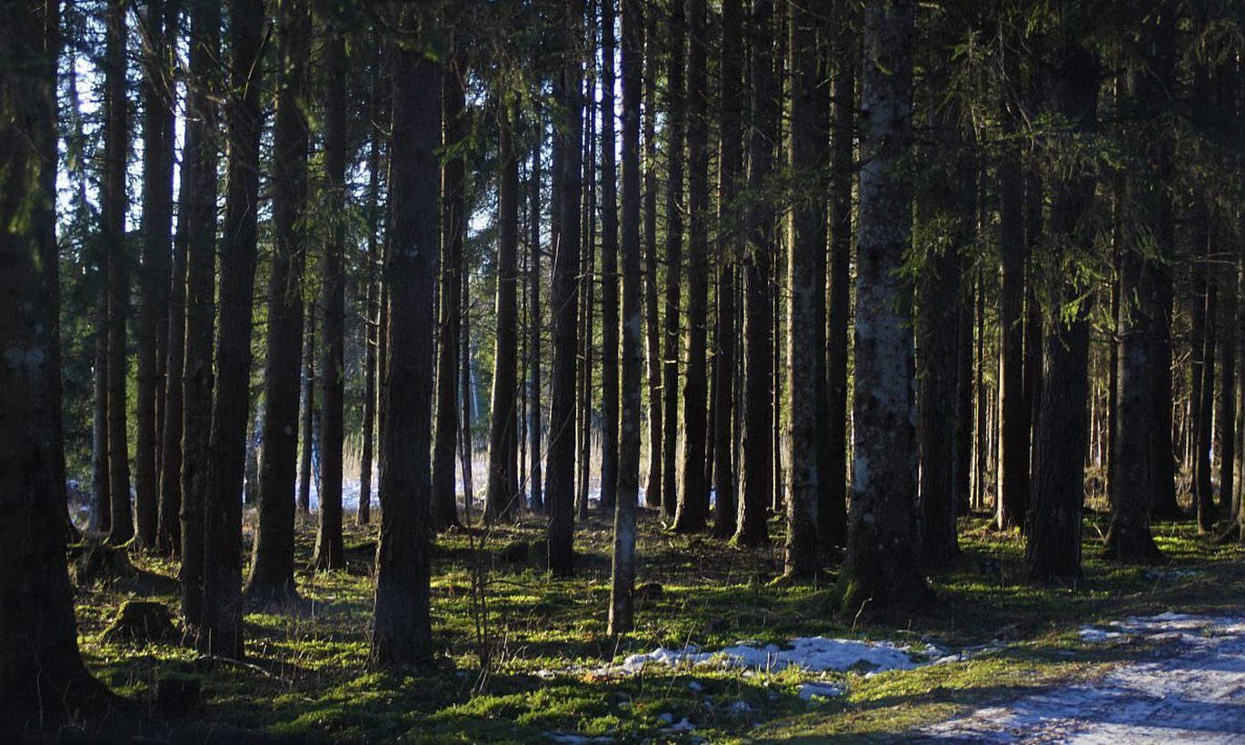 Астангу лес Эстония