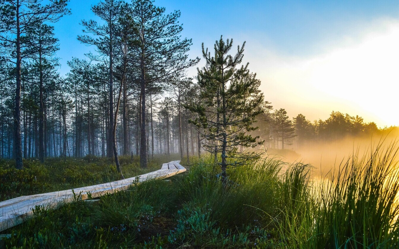 Эстония леса природа