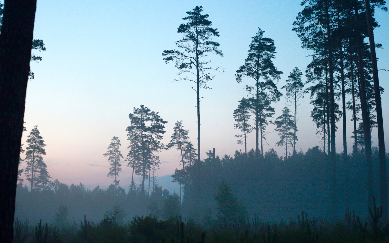 Хвойный лес Эстония