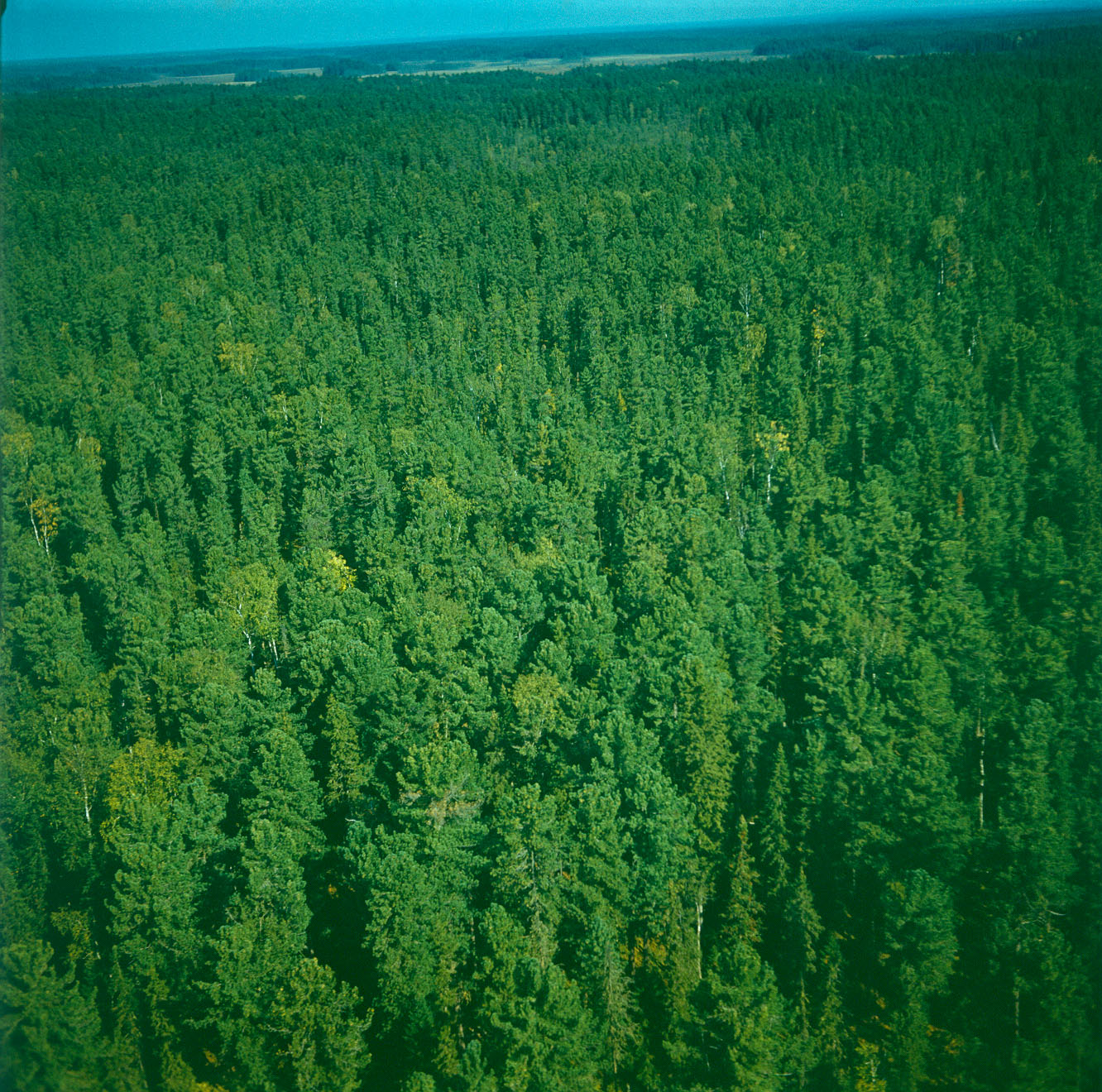 Территории лесов сибири