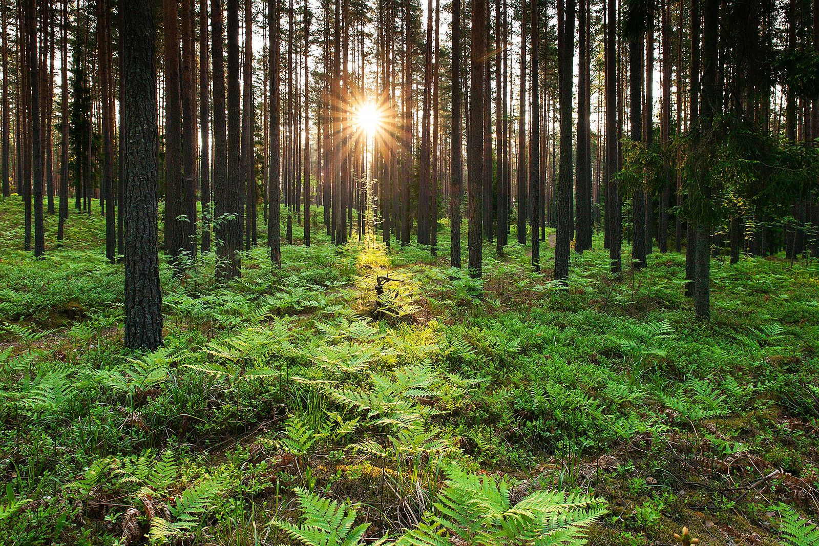 Сказочные леса Эстонии
