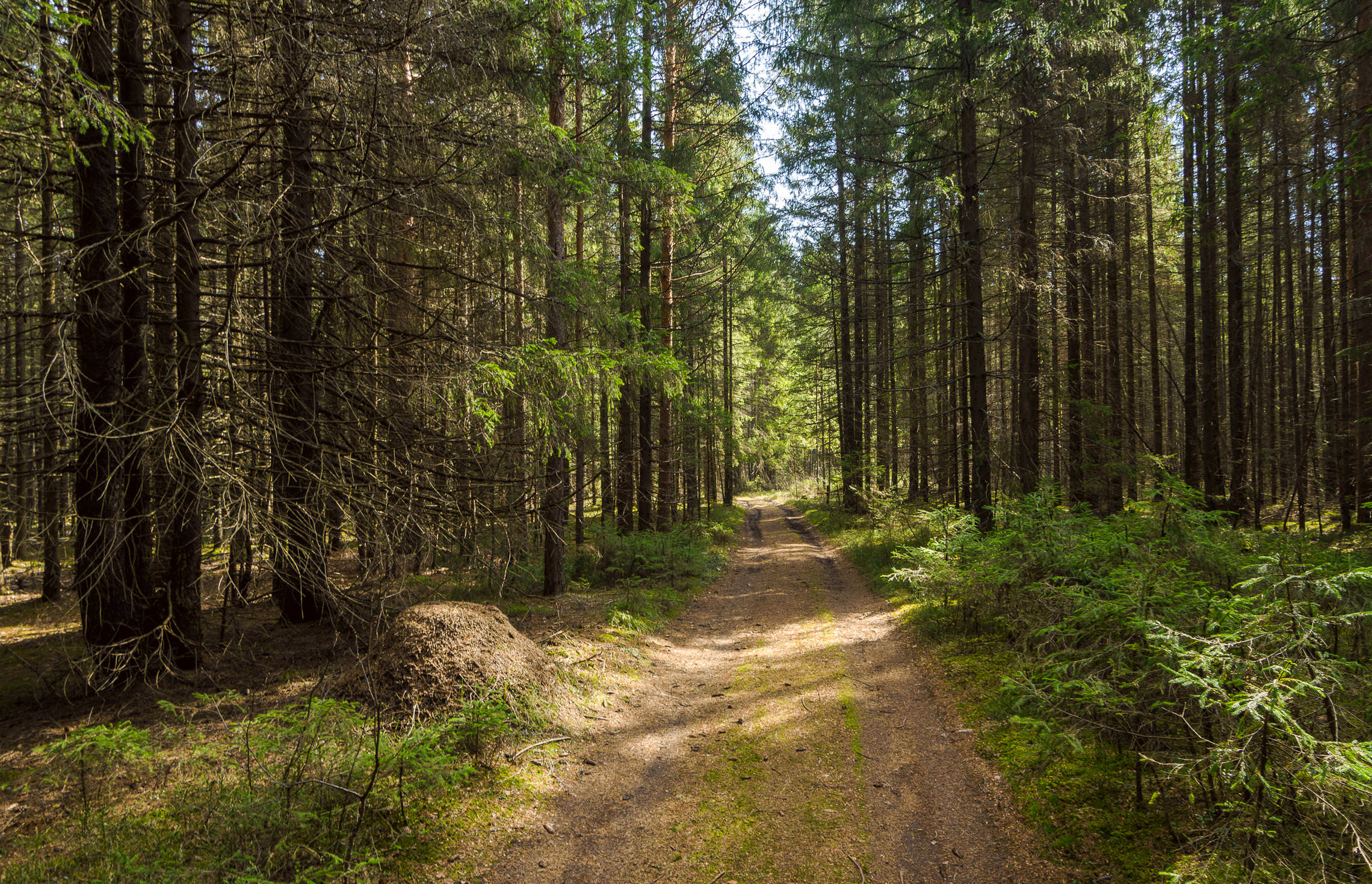Сказочные леса Эстонии