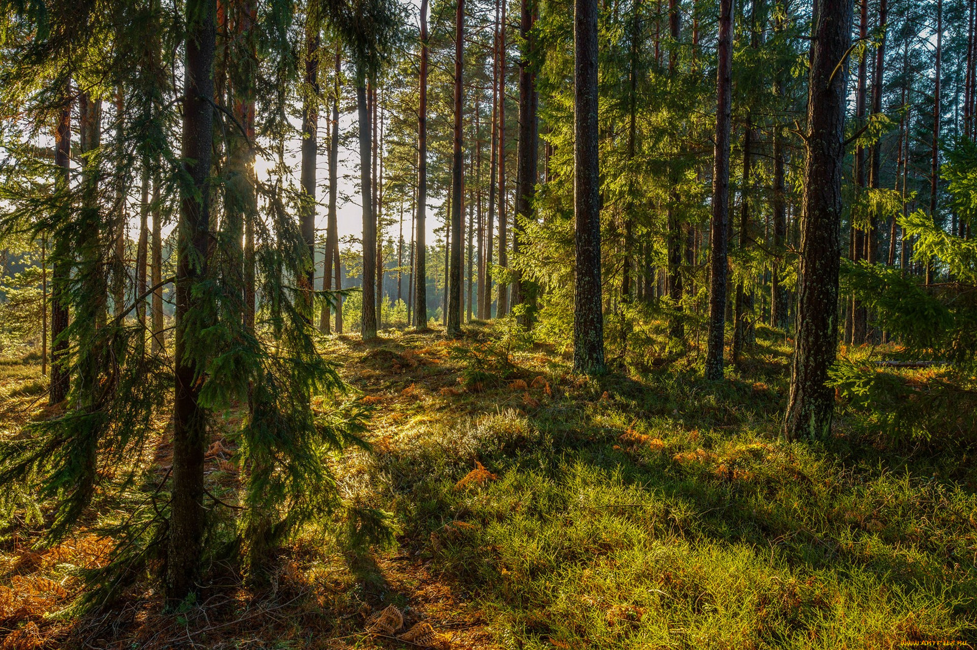 Лес в Эстонии природа