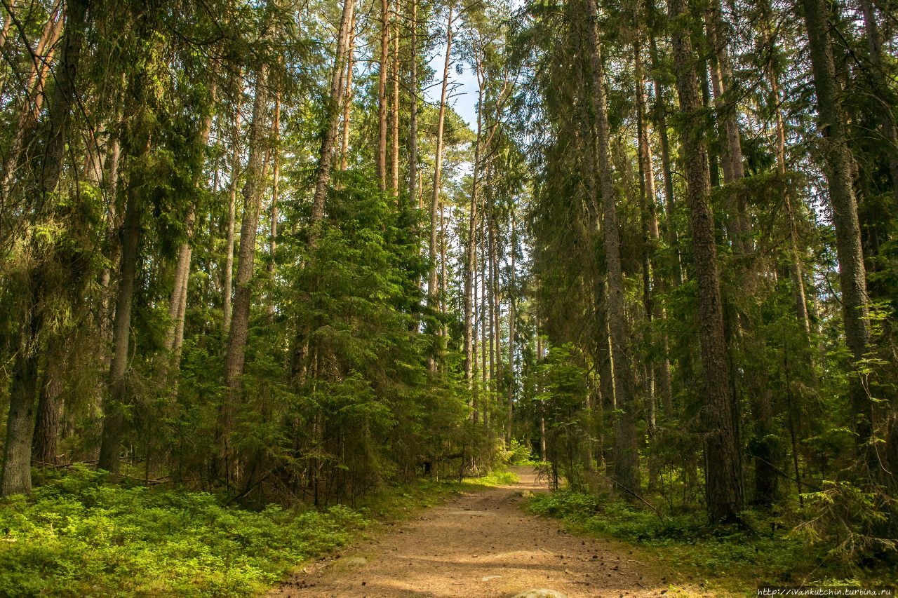 Леса Эстонии фото