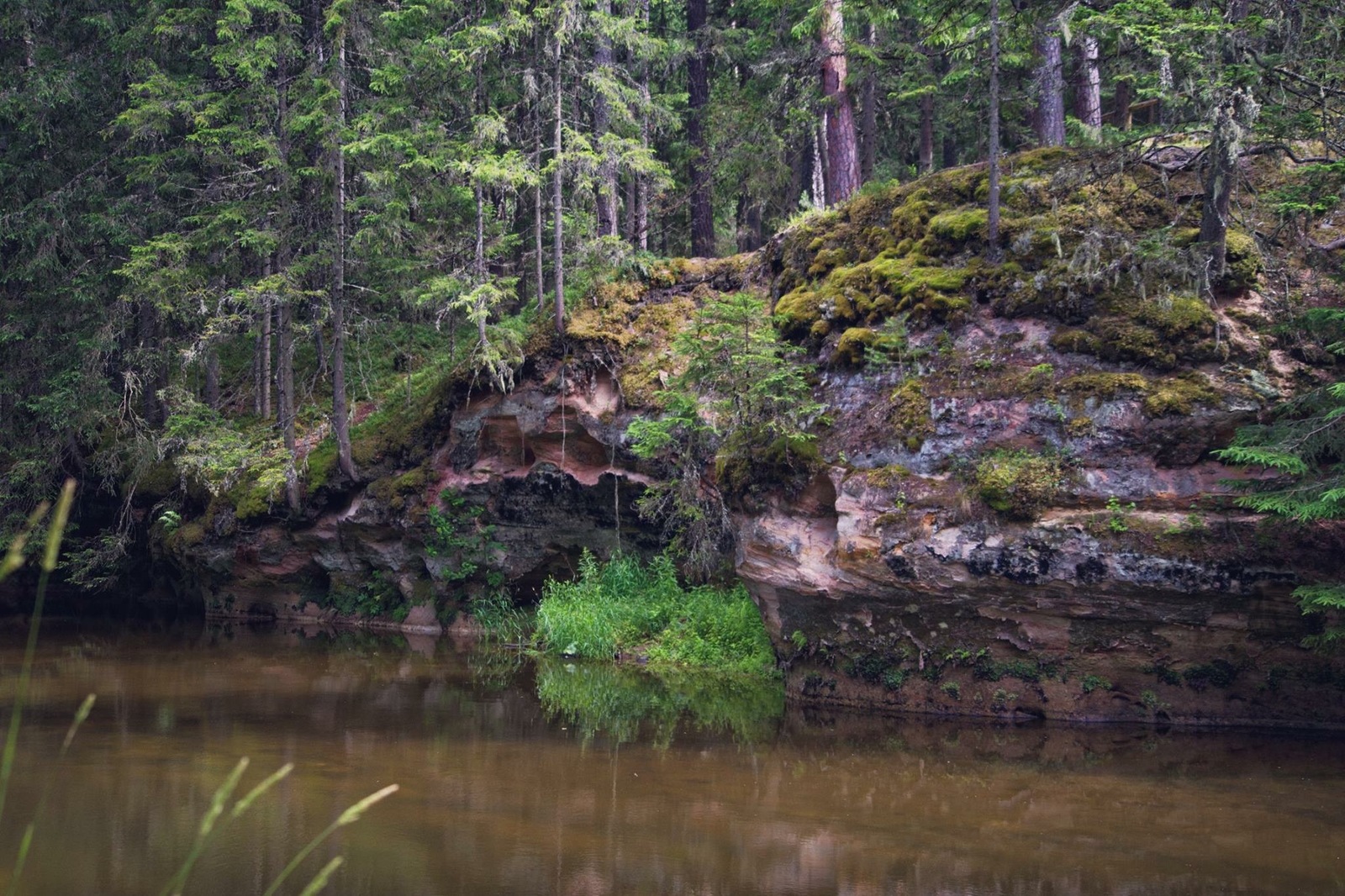 Эстония Лесные ресурсы