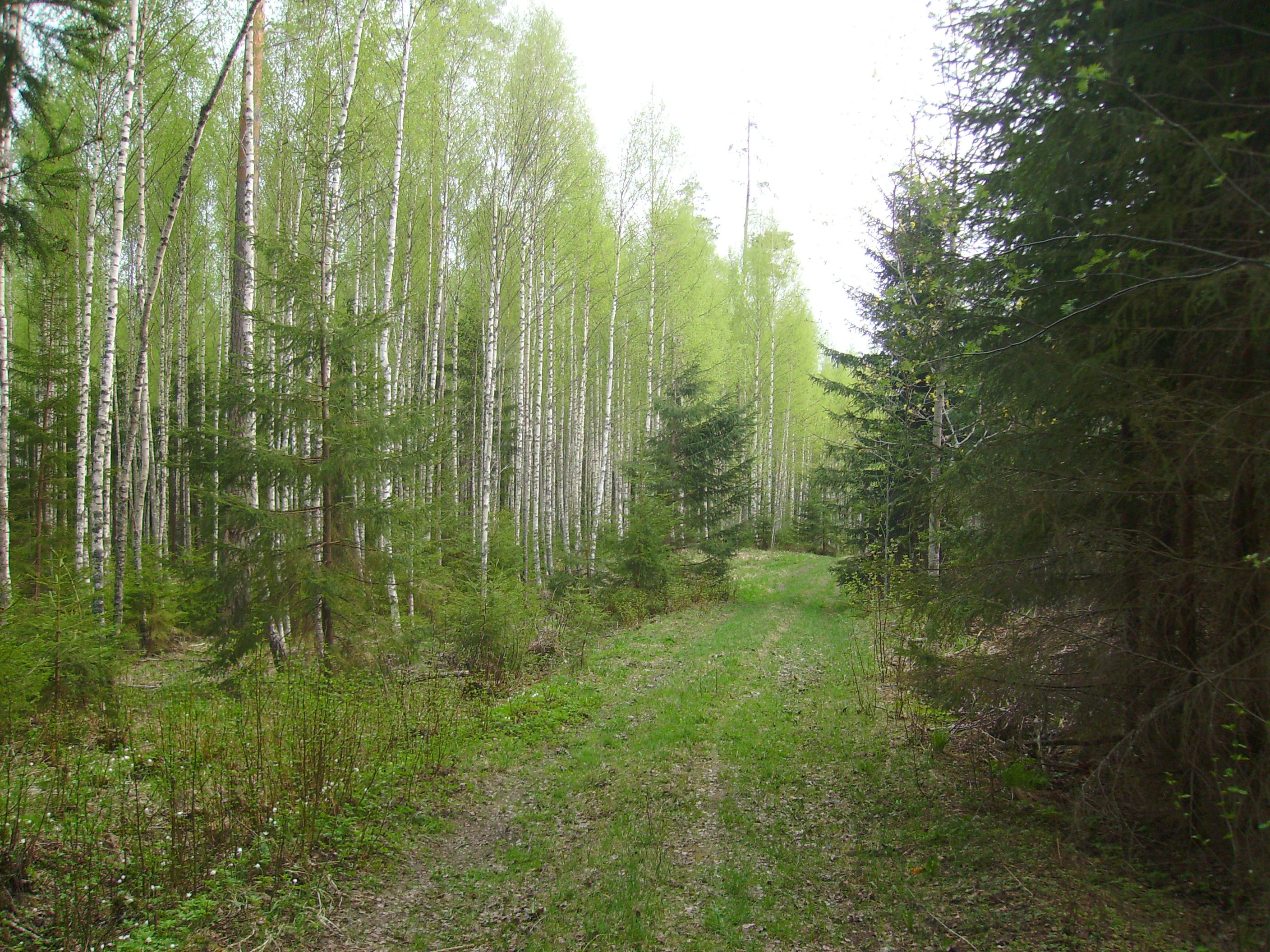 Леса Эстонии
