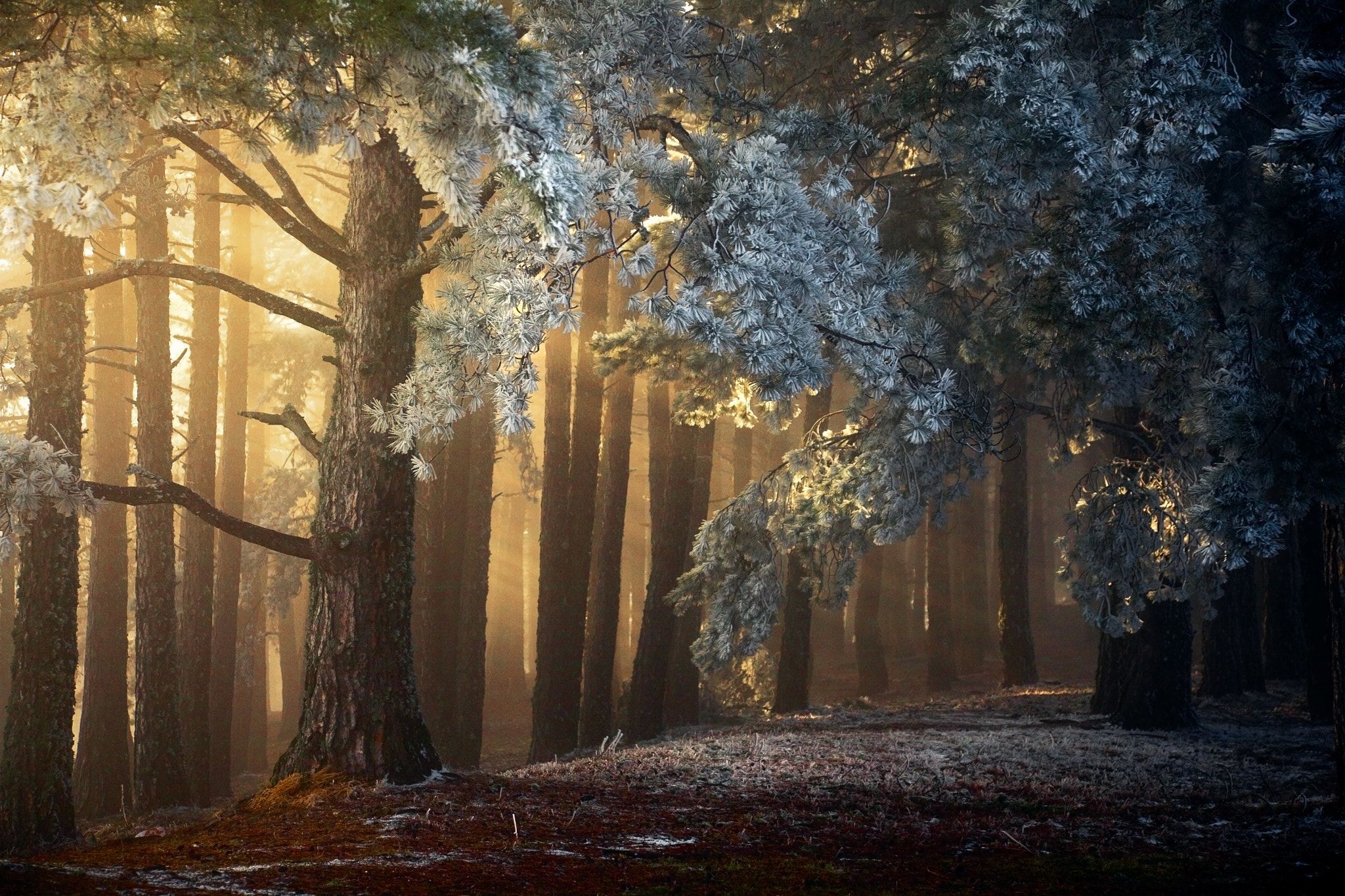 Лес 1986. «Зачарованный лес» («Enchanted Forest»). Зачарованный лес (чудесный лес) (1986). Броселиандский лес Зачарованный лес Моруа. Сказочный лес.