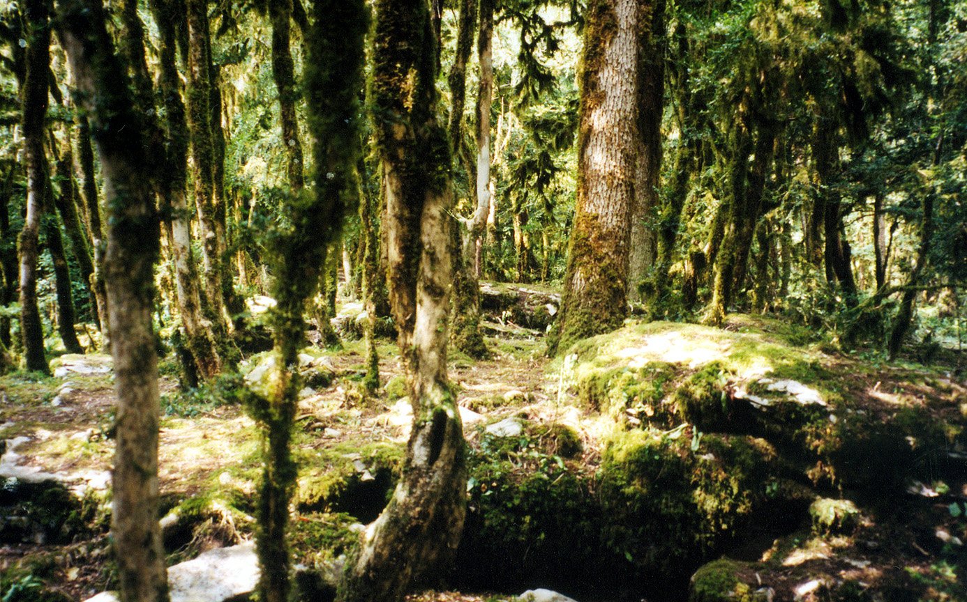 Фото • Ахштырское ущелье самшитовый лес