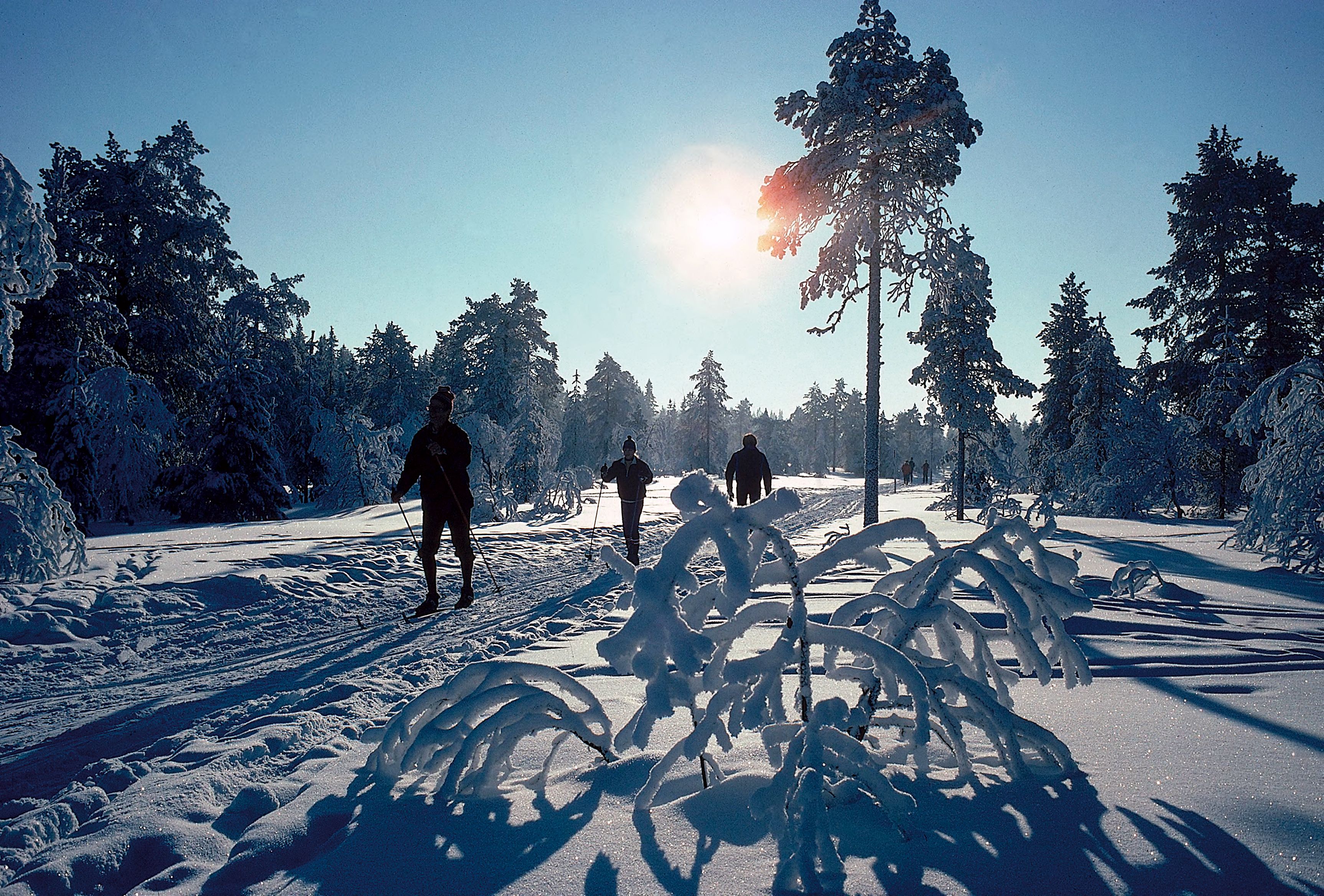 Лыжники в зимнем лесу