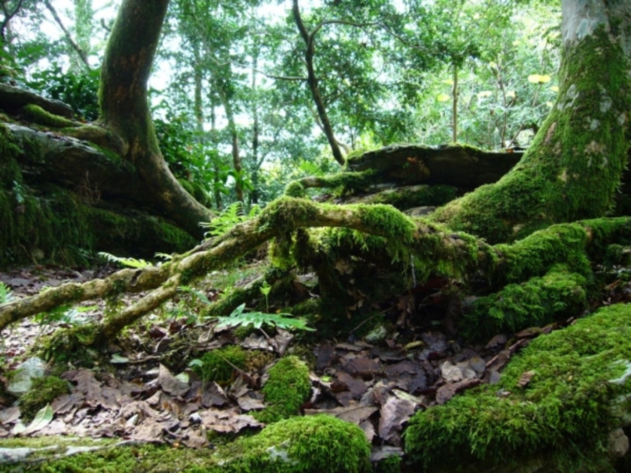 Самшитовый лес Сочи