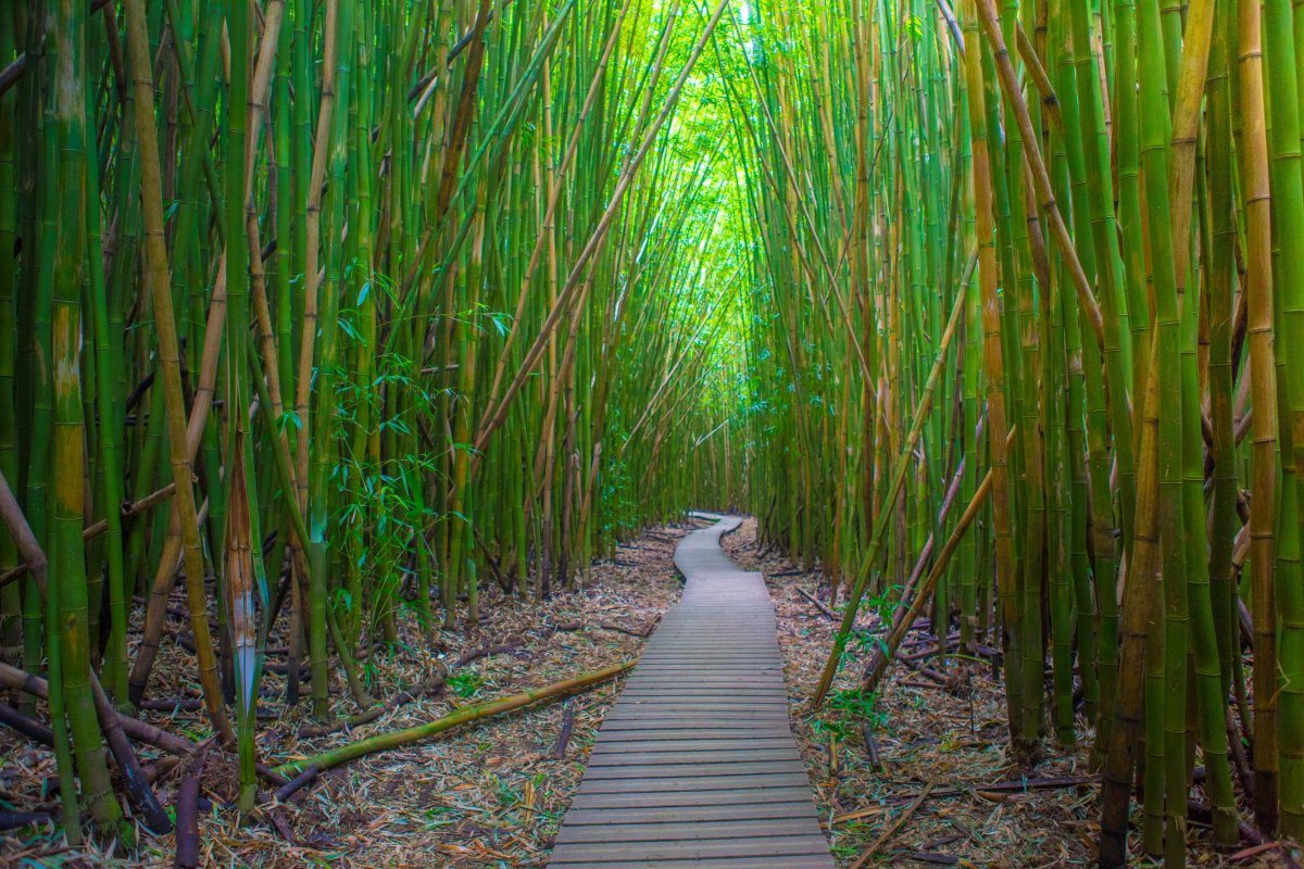 Бамбук Вьетнам
