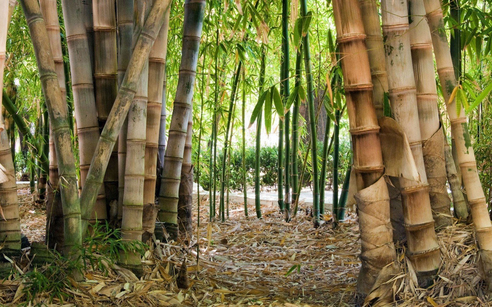 Unique Джангл бамбук