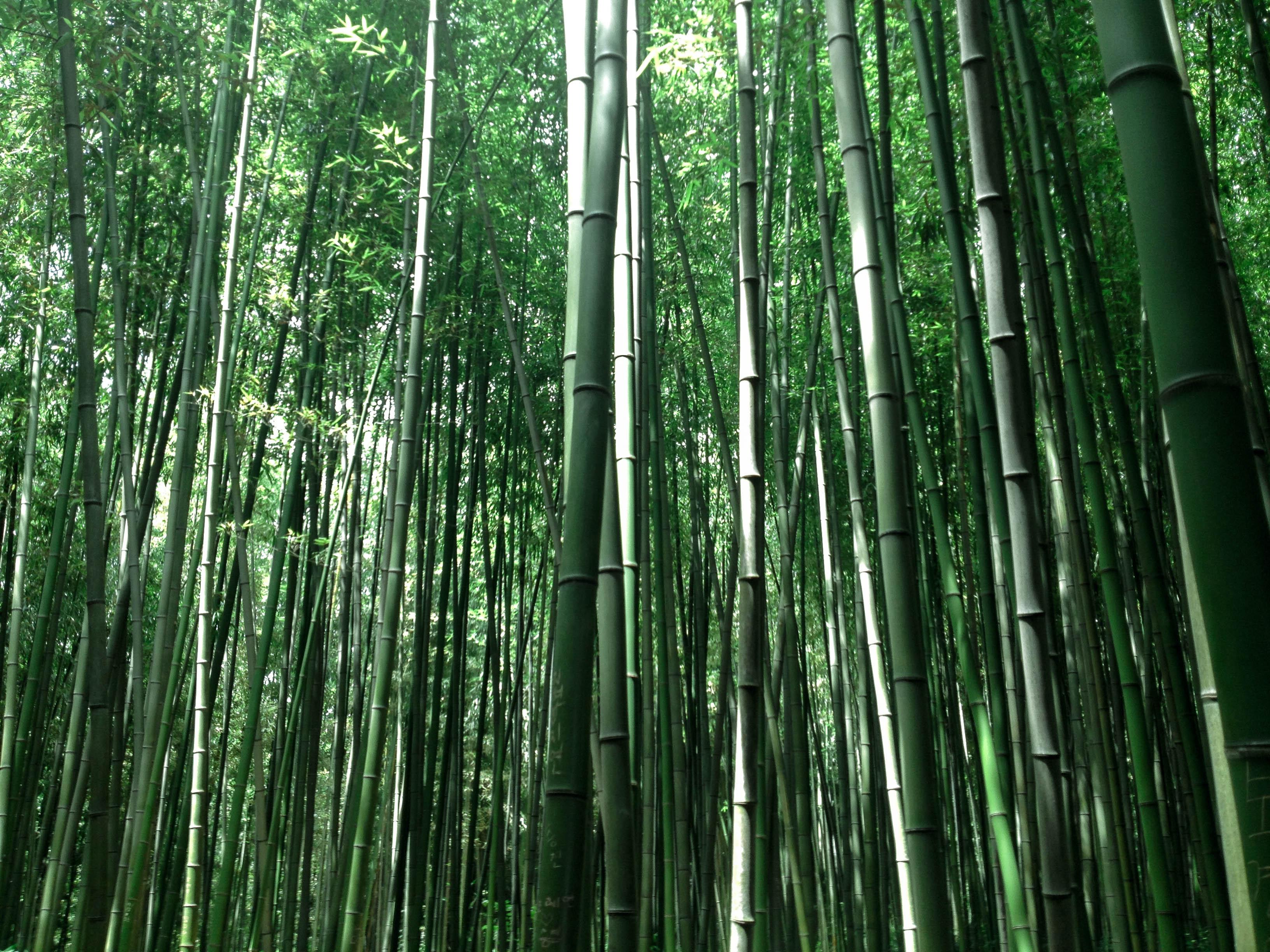 Китайский Хэйчжу, “Долина чёрного бамбука”.
