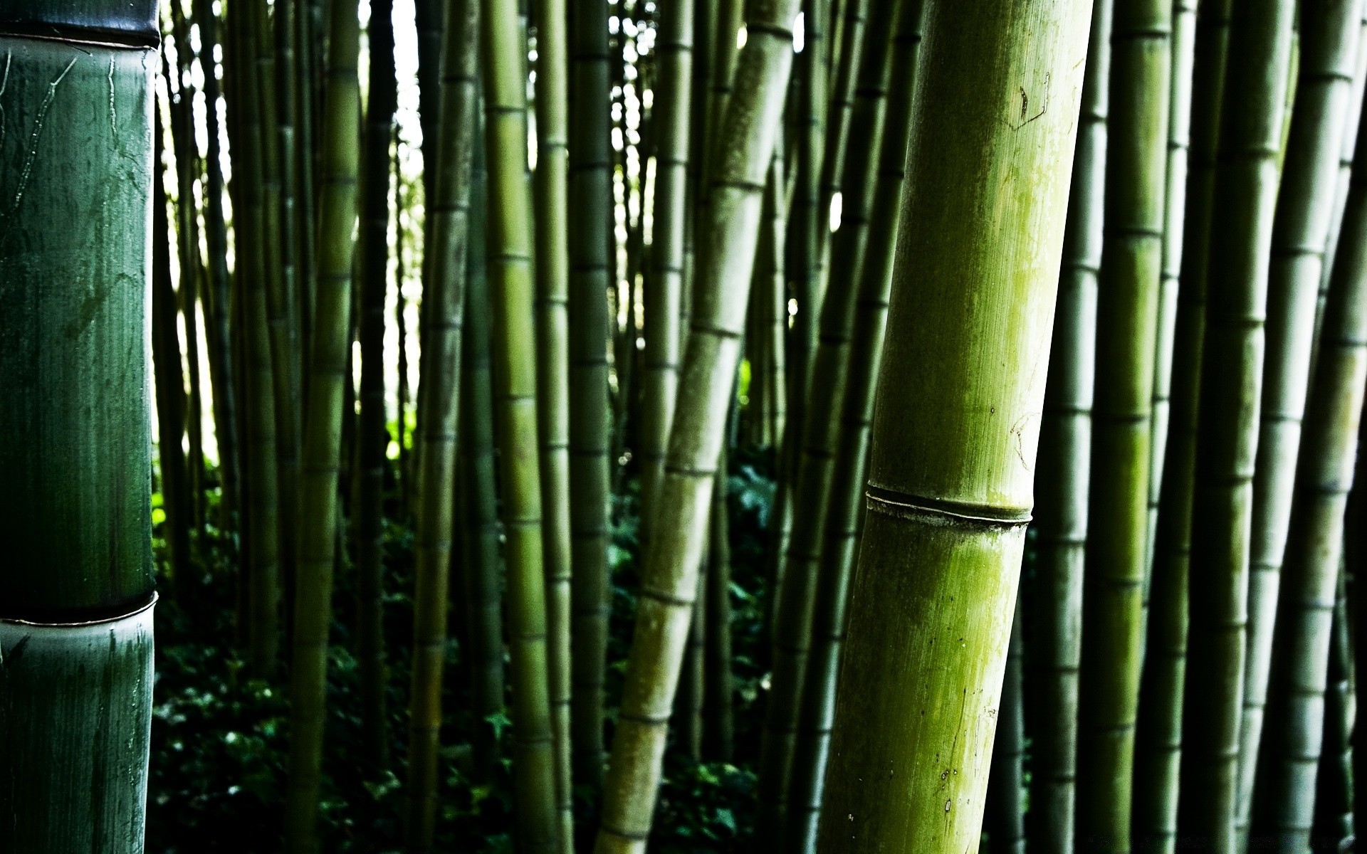 Бамбуковые побеги