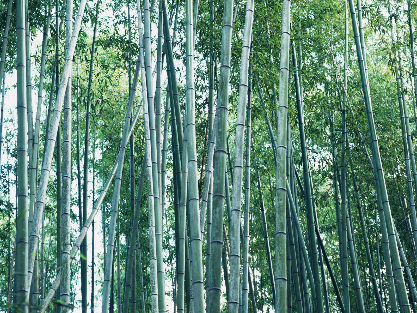 Фото бамбуковой рощи