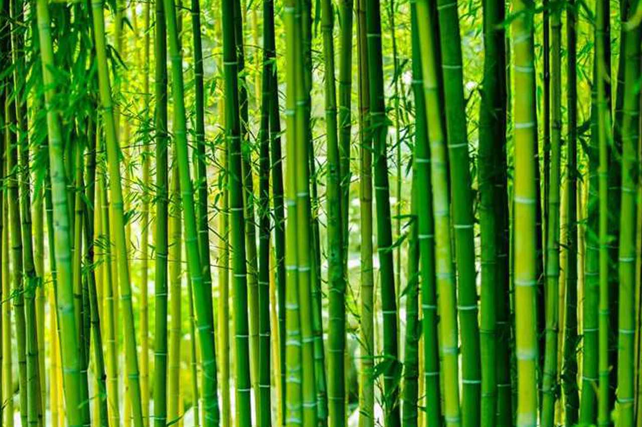 Сычуань провинция бамбуковые леса