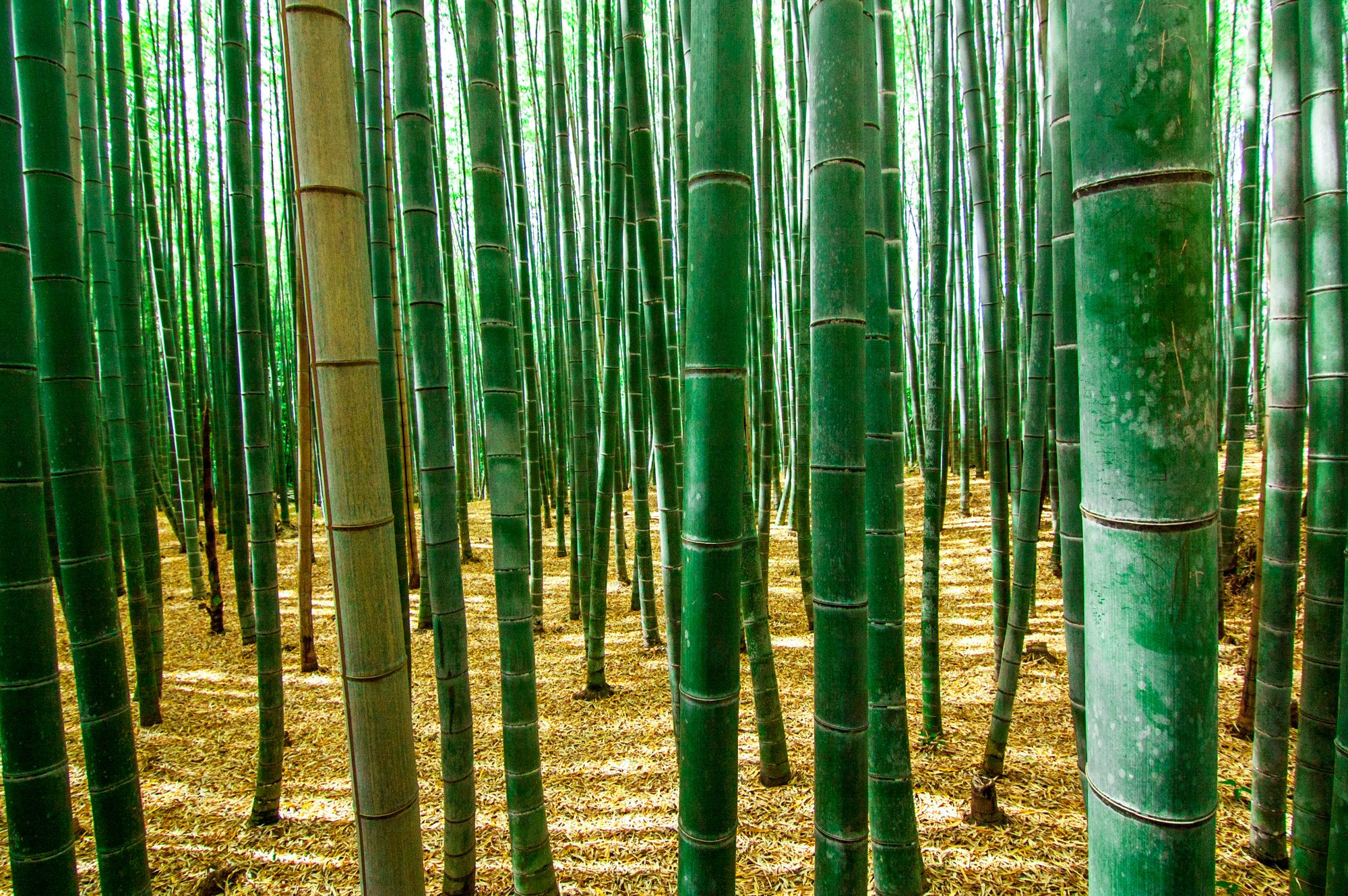Ульсан бамбуковая роща