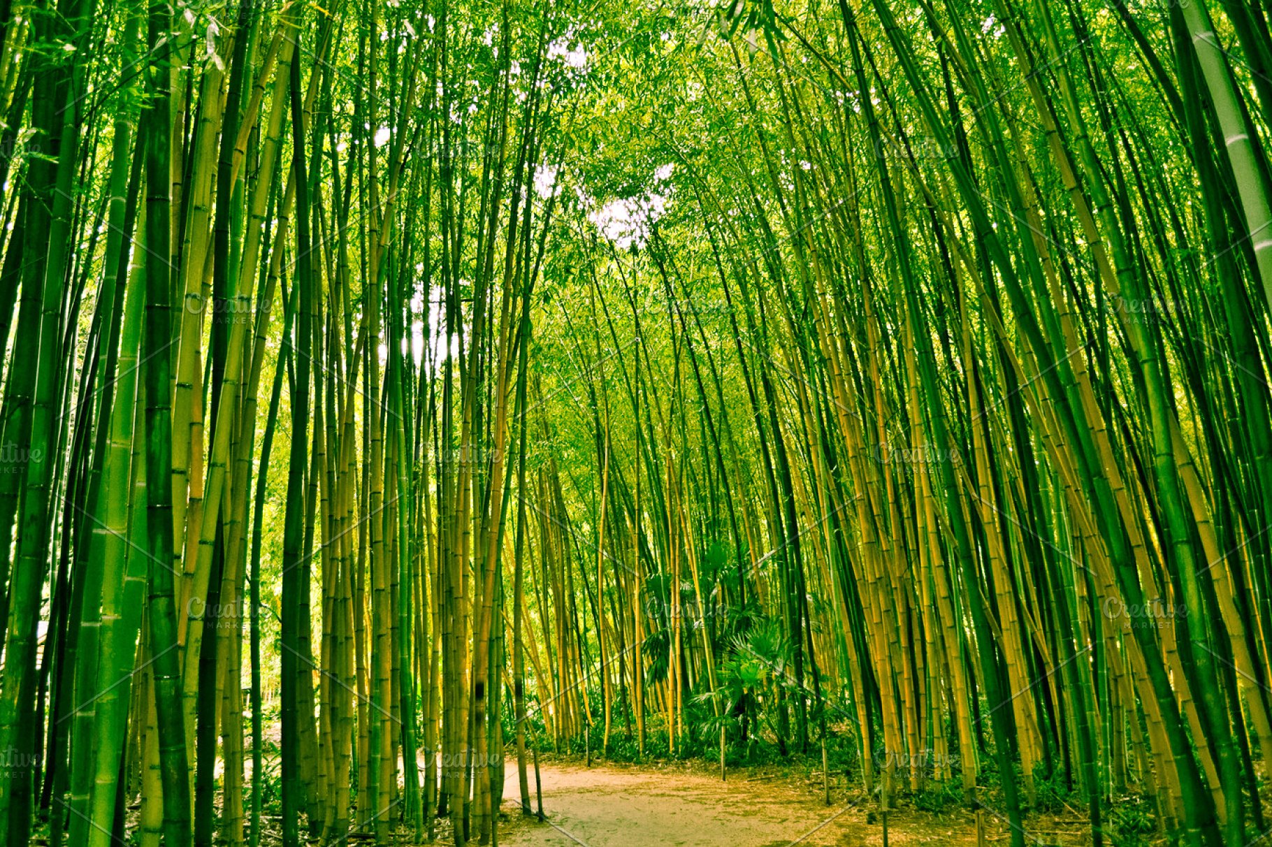 Японский бамбук Мадаке