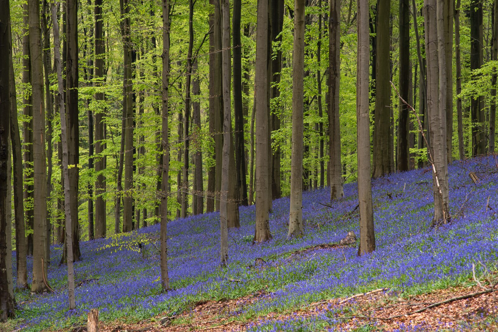 Сказочный лес Халлербос Бельгия