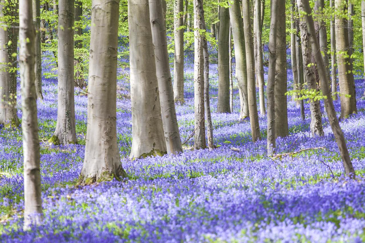Фиолетовый лес Бельгия