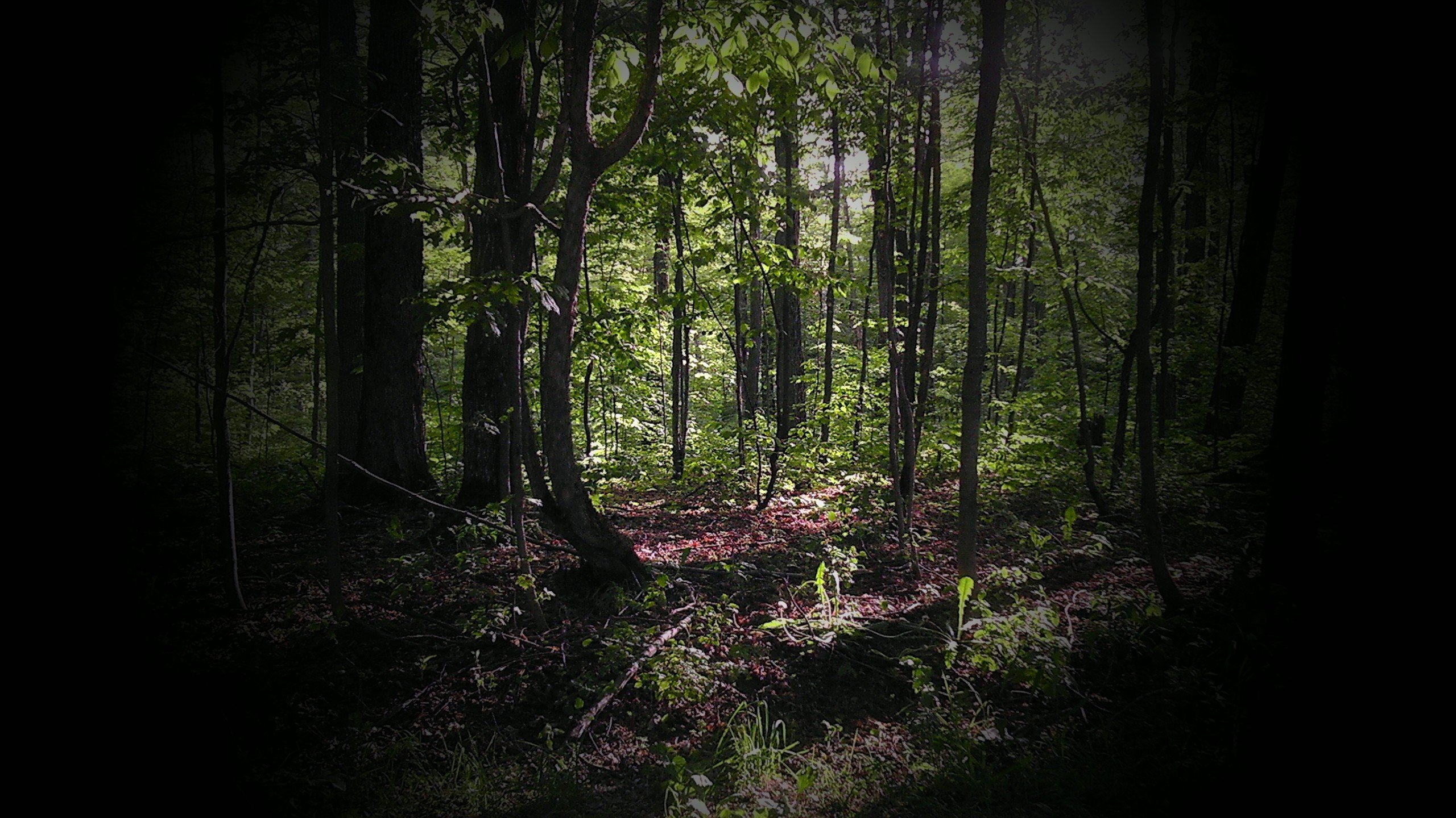 Жуткие фото леса