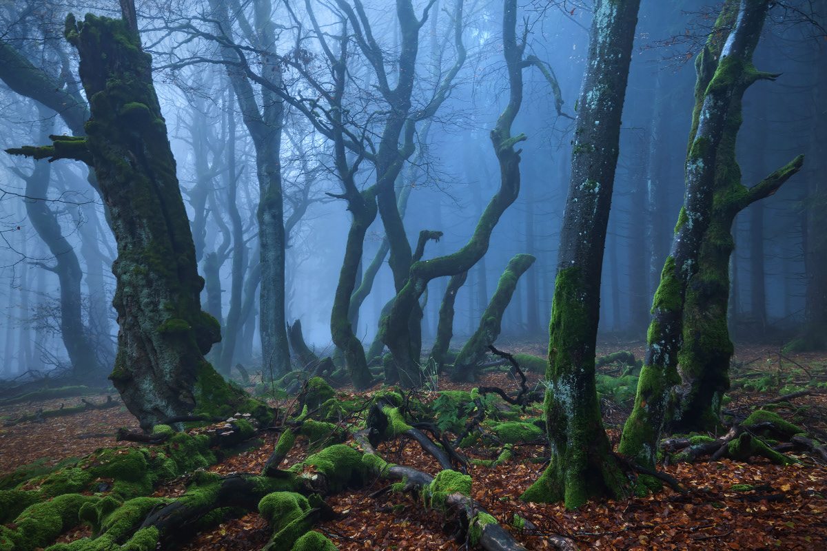 Дремучий лес фото страшный