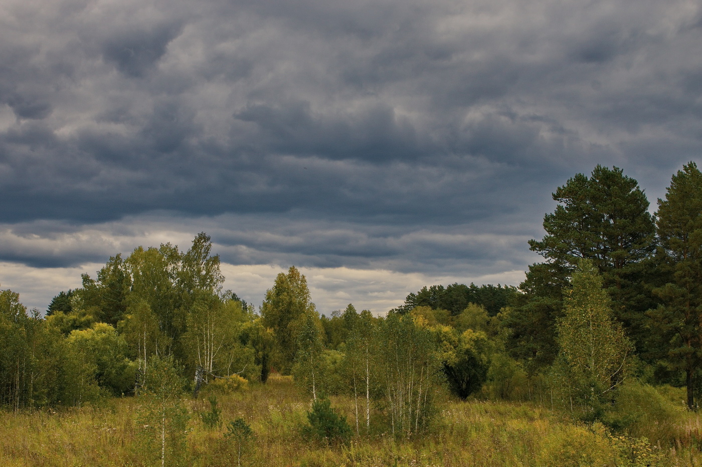 Природа Томской области фото лето