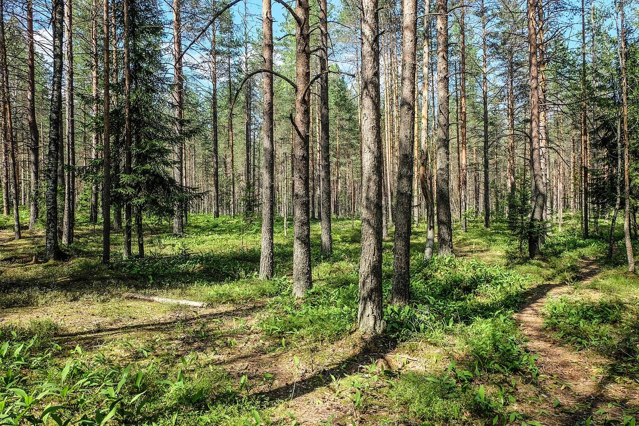 Северный лес Воронеж