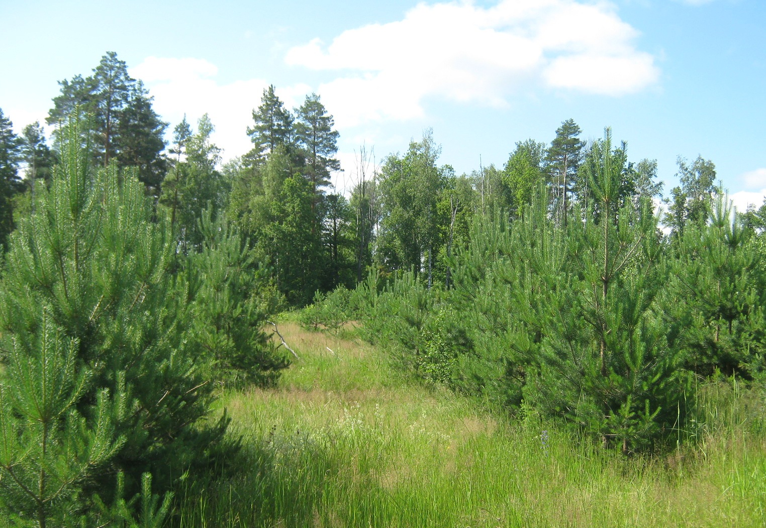 Сосновый лес в Мордовии