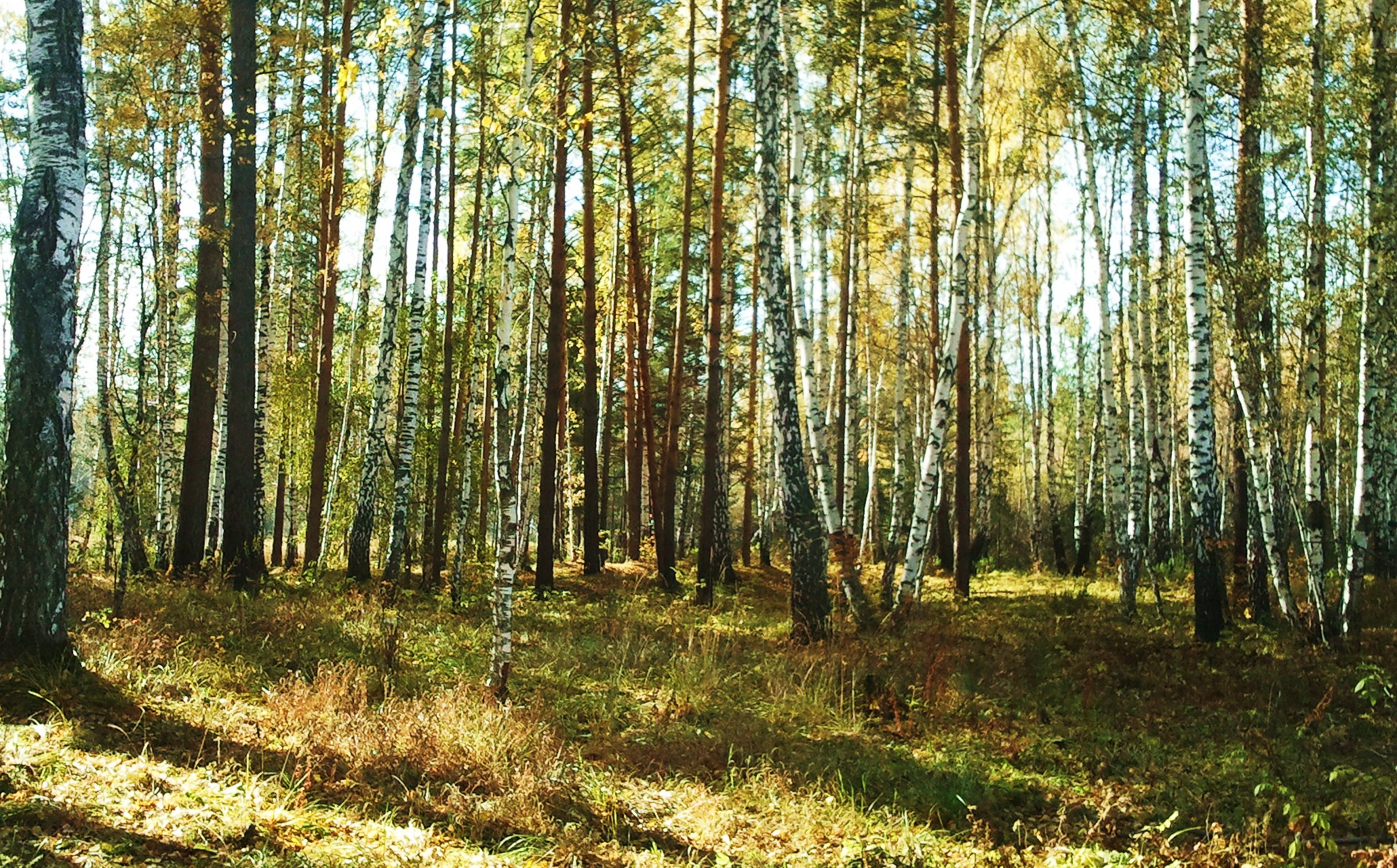 леса смоленской области фото