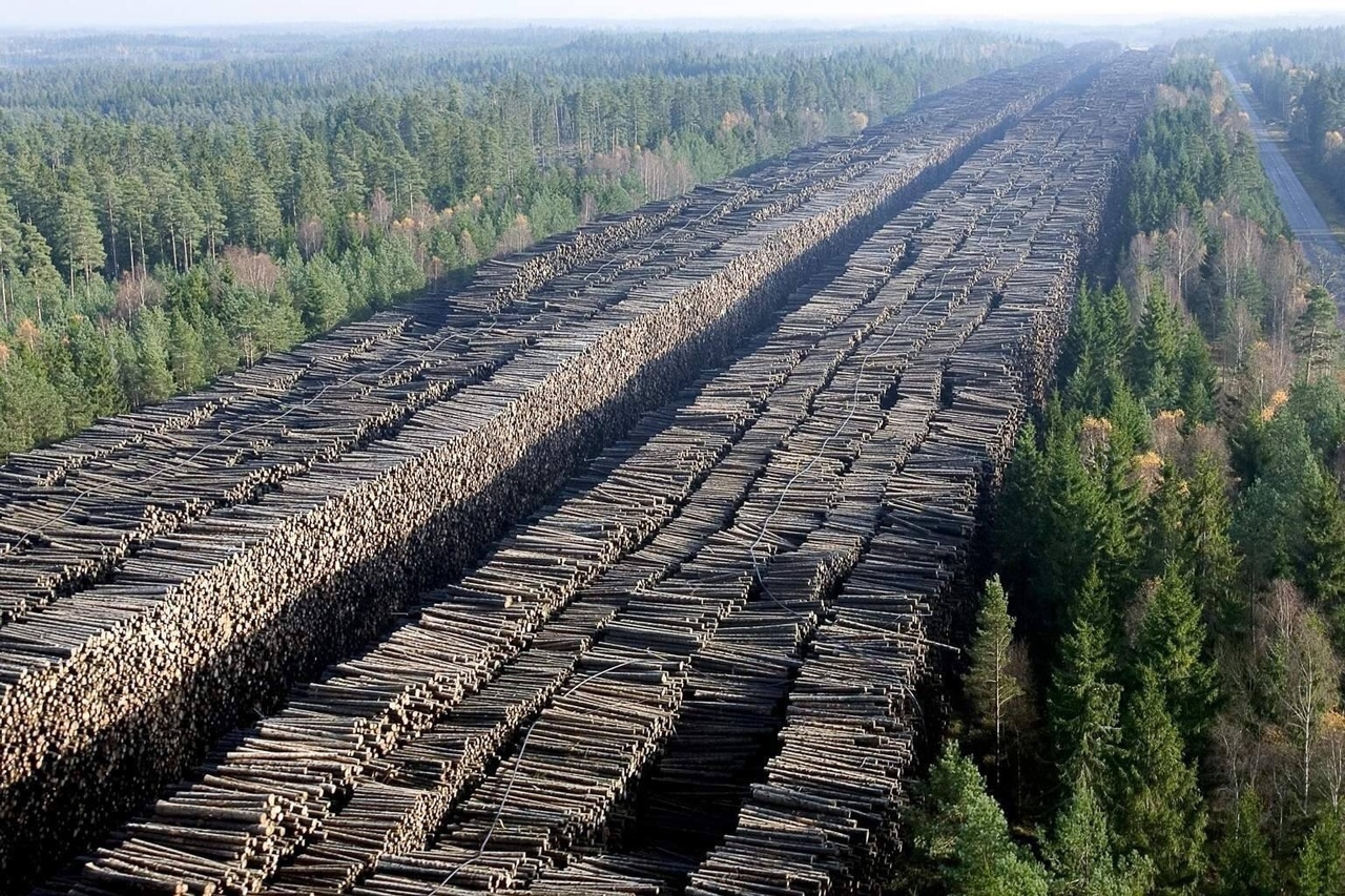 Вывоз леса из России в Китай