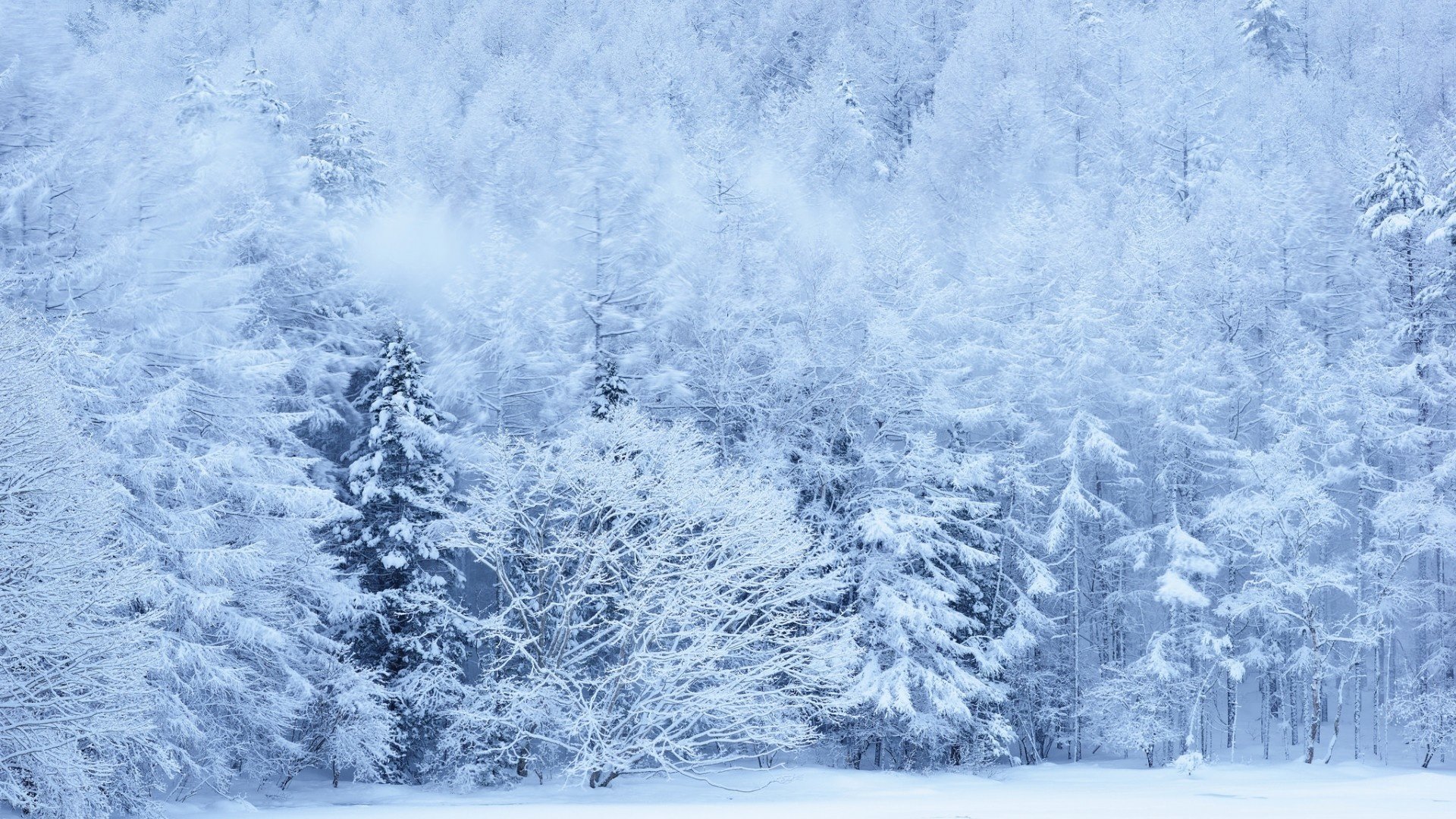 Зимний лес. Зима снег. Заснеженный лес. Снежный лес.