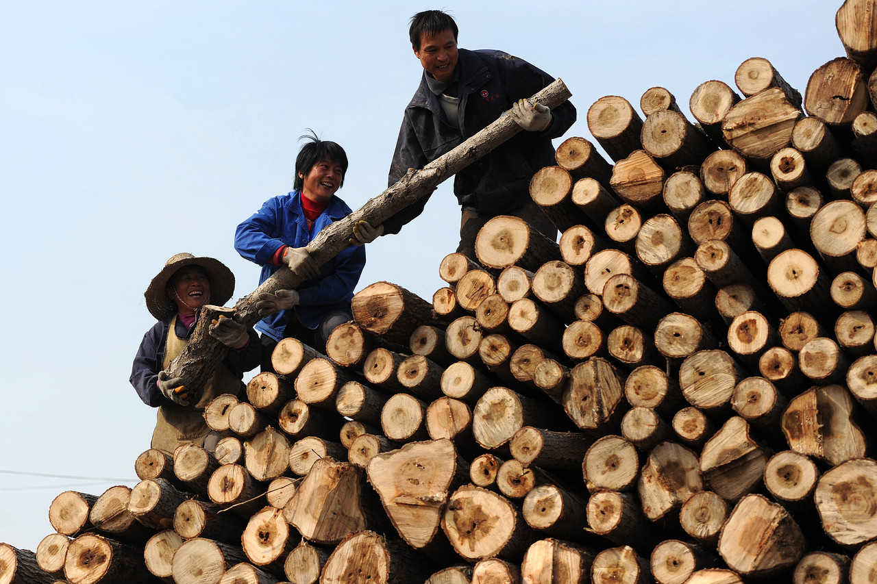 Дальний Восток вырубка леса китайцами