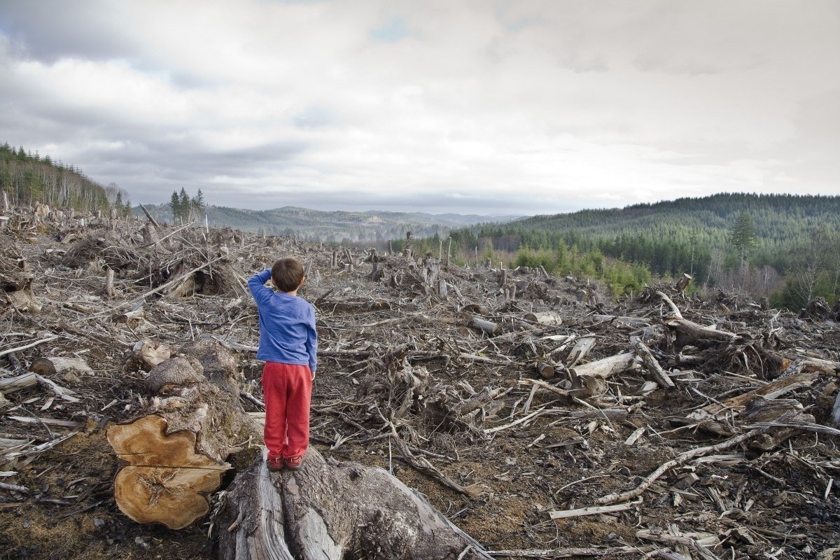 Китай вырубка леса Сибирь