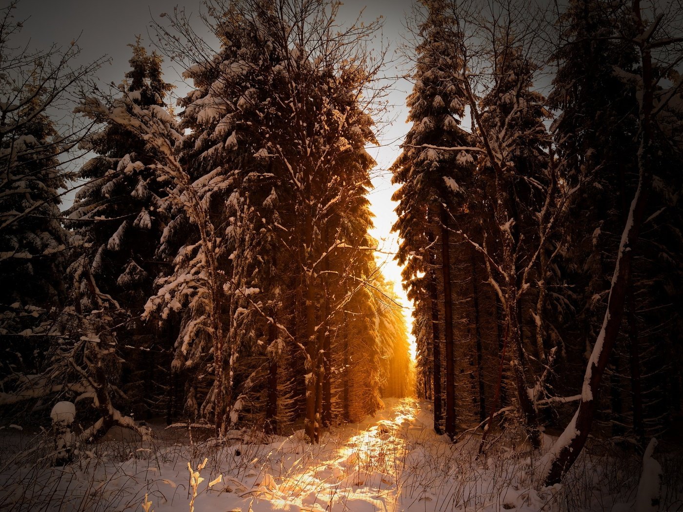 Вечерний лес зимой