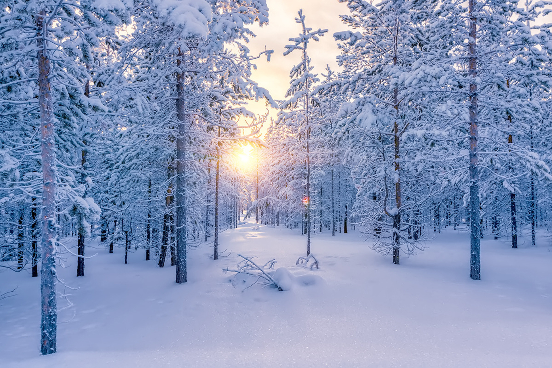 Красивый снег идет. Зима в лесу. Красивая зима. Снежный лес. Снежная зима.